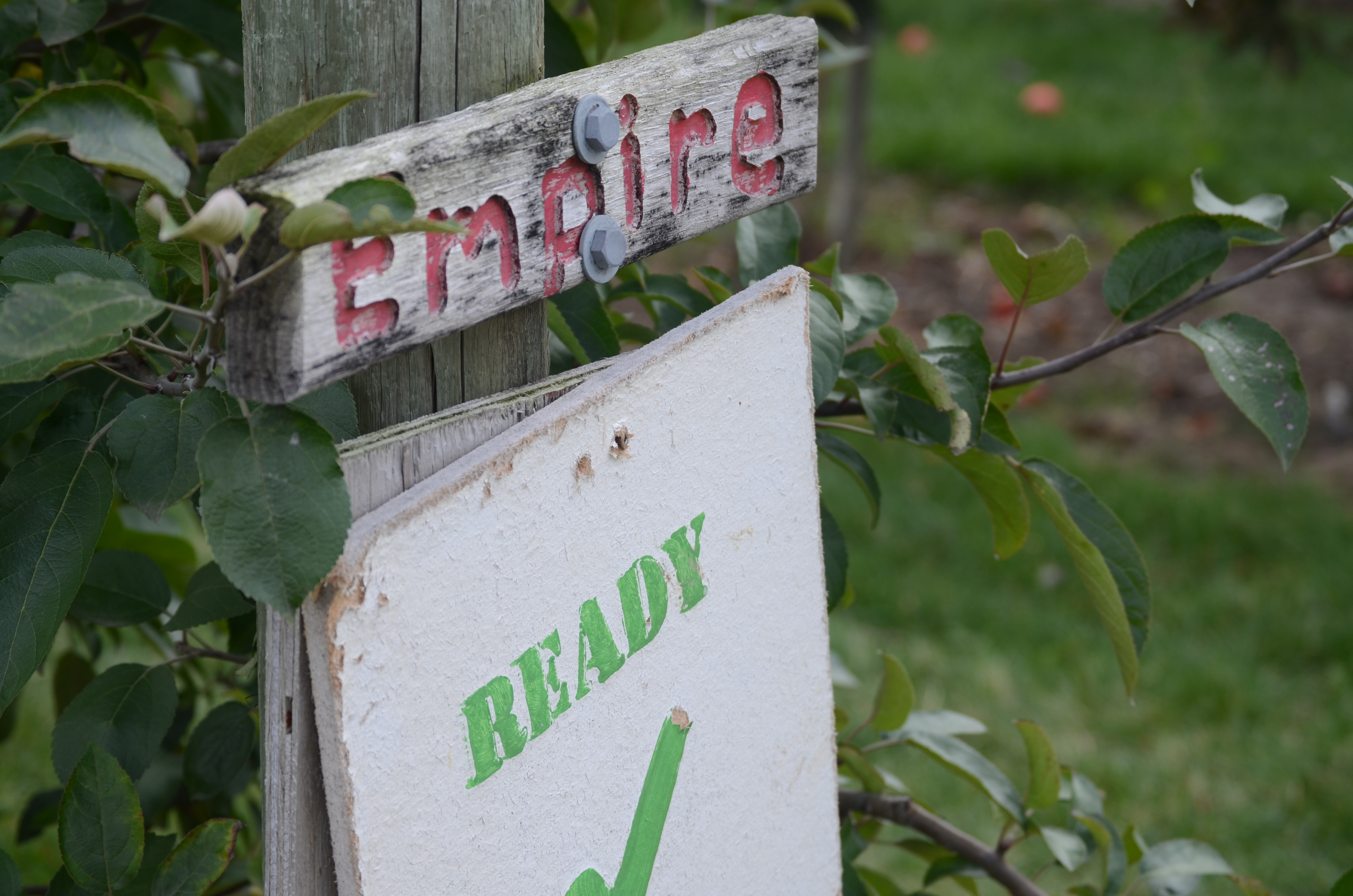 A sign reading 'empire' in front of a row of apple trees.