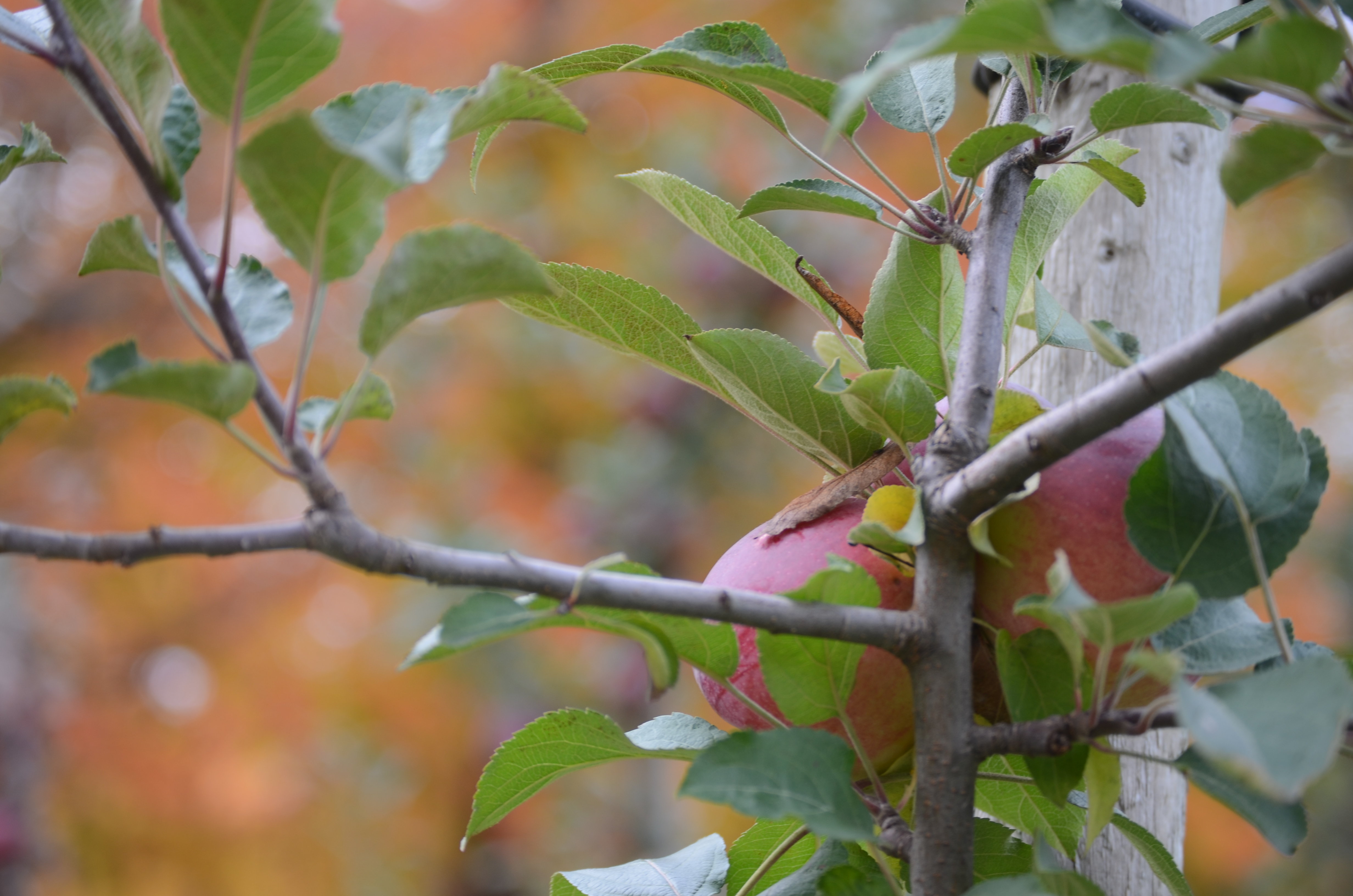 The branch of an apple tree, with two red apples nustled in behind the leaves.