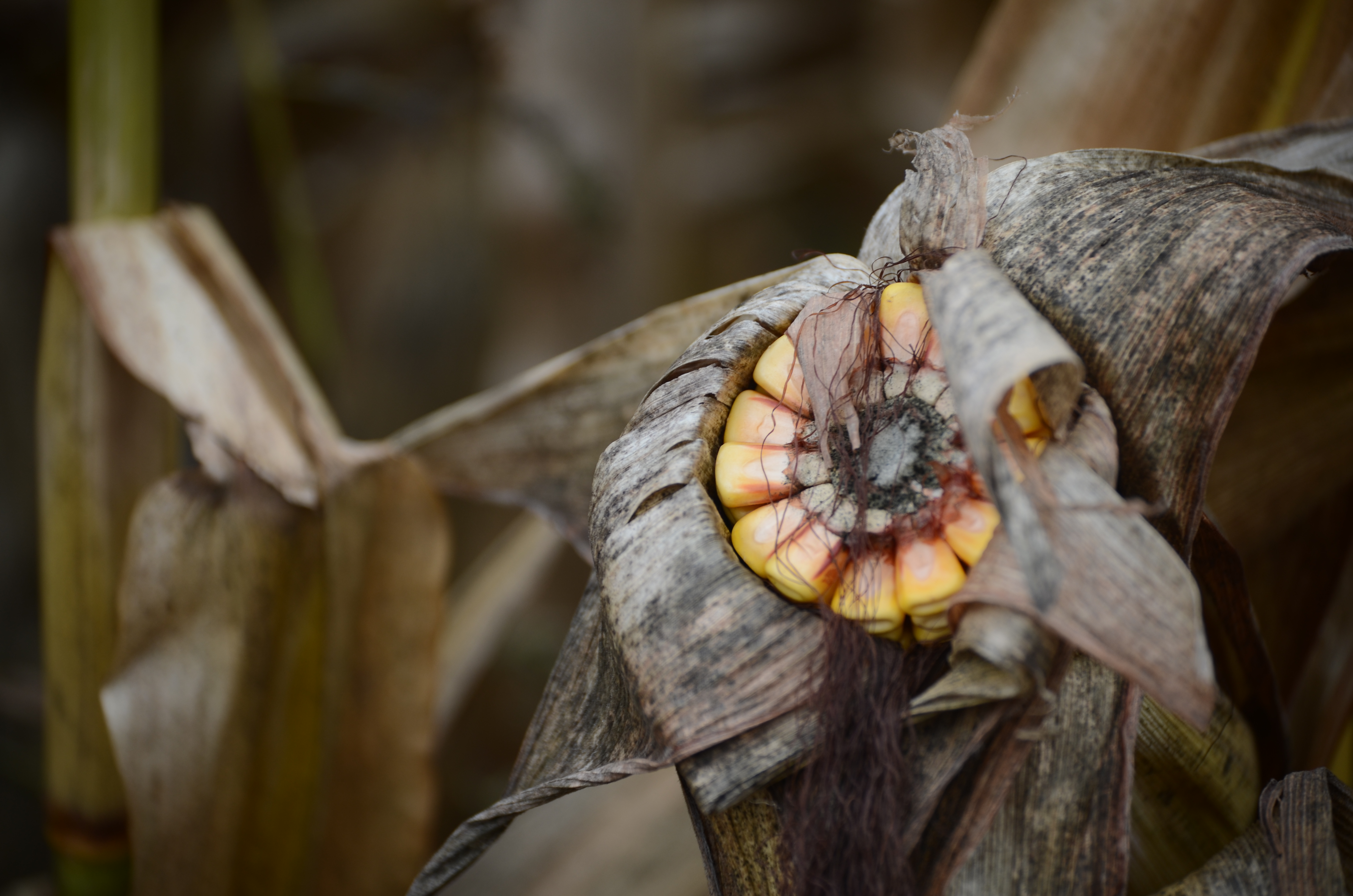A corn cob half peeled with little red spots in the middle.