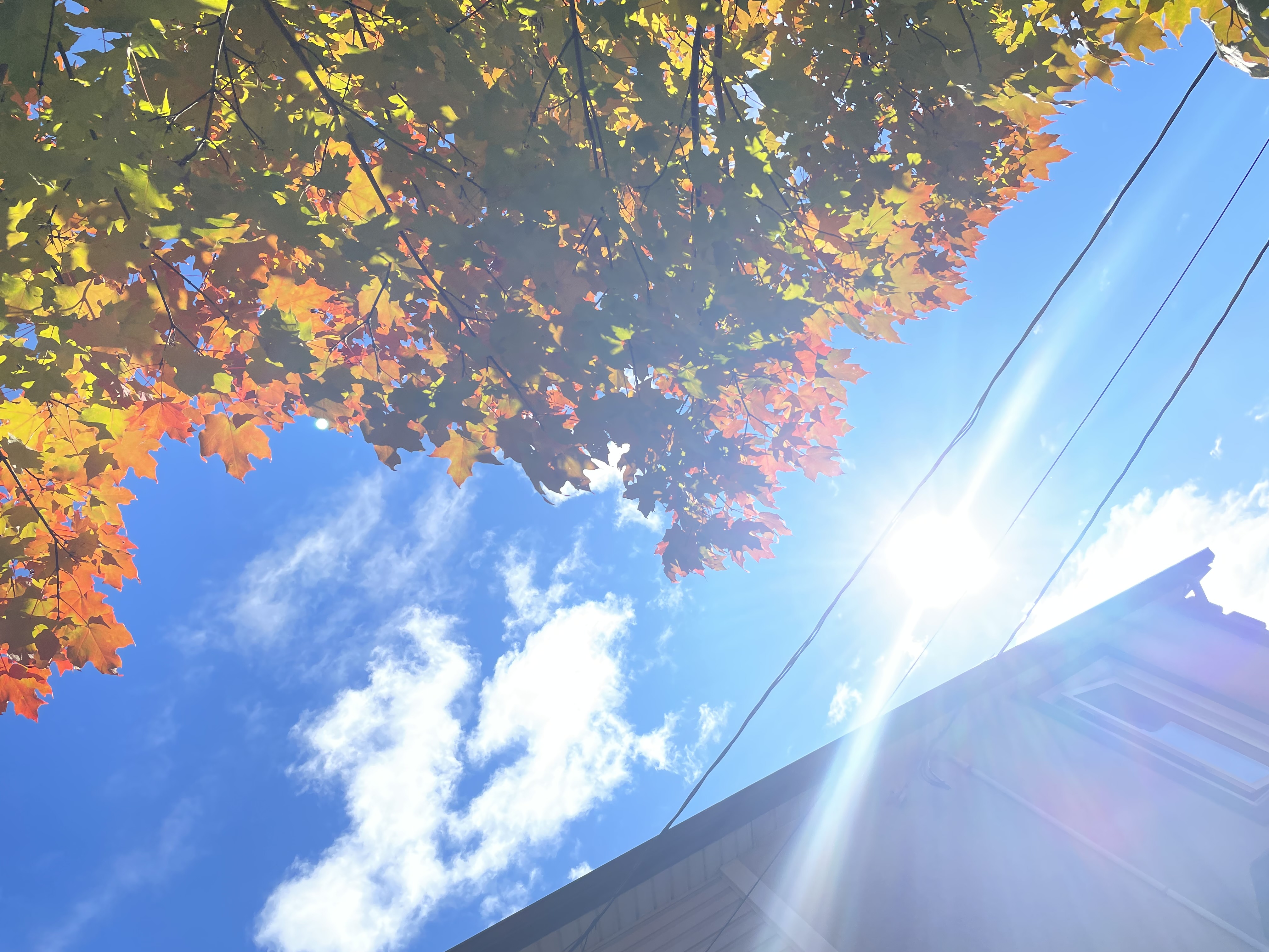 A maple tree on a sunny tree with the leaves starting to turn orange.