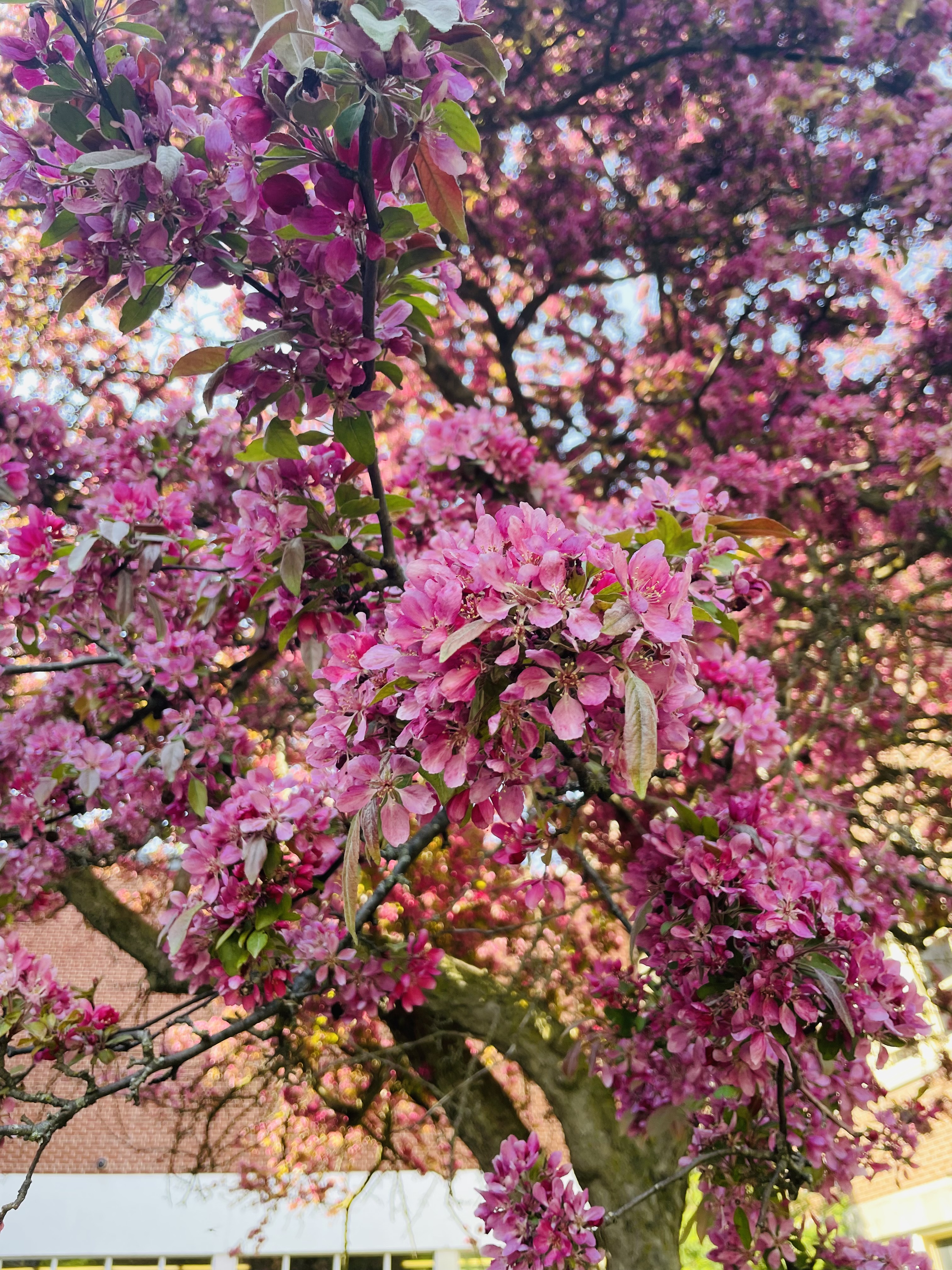 Blooming pink flowers on a greenish-brown tree.