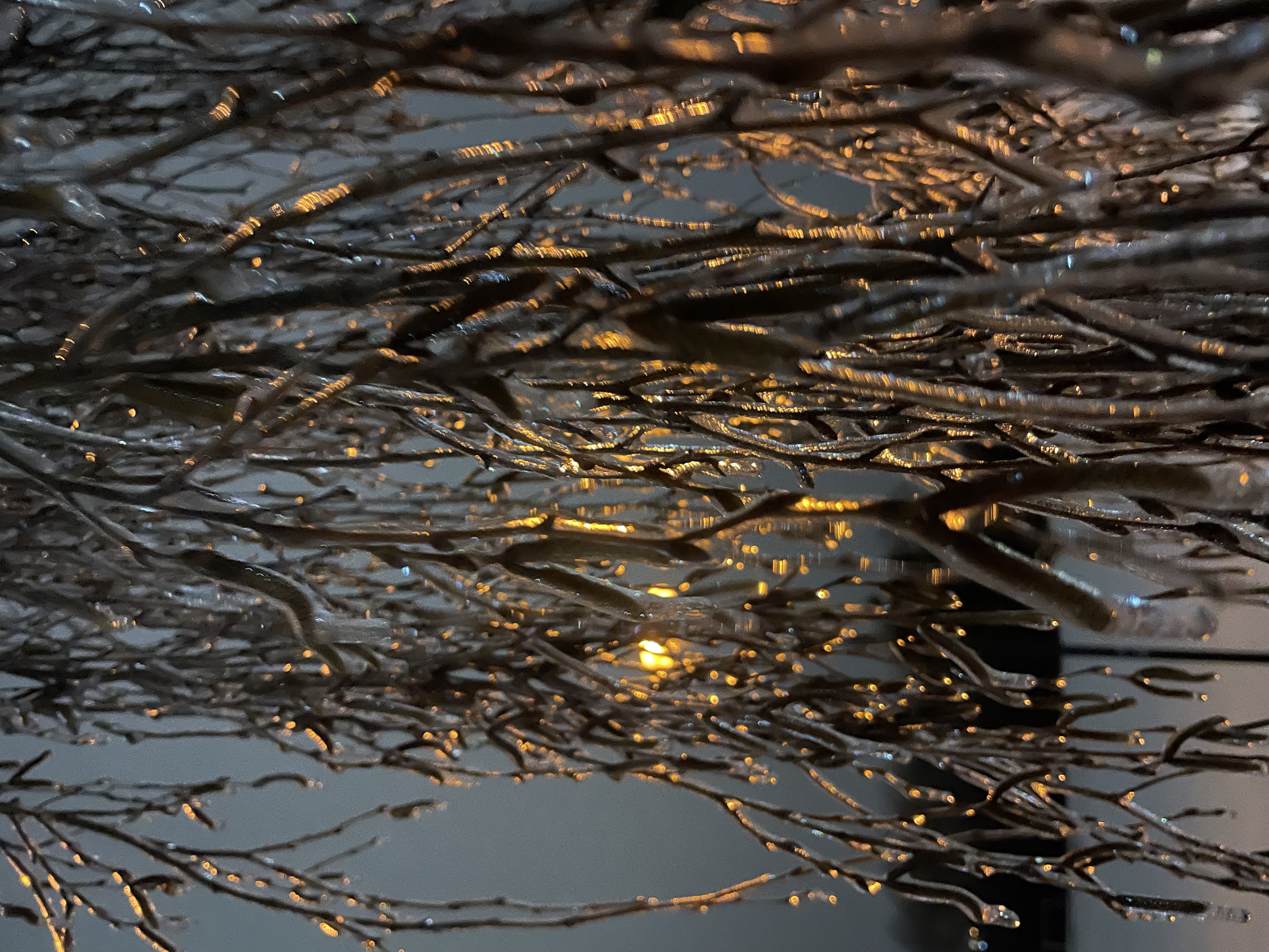 Light shining through the ice-coated slim branches of a weeping willow tree.
