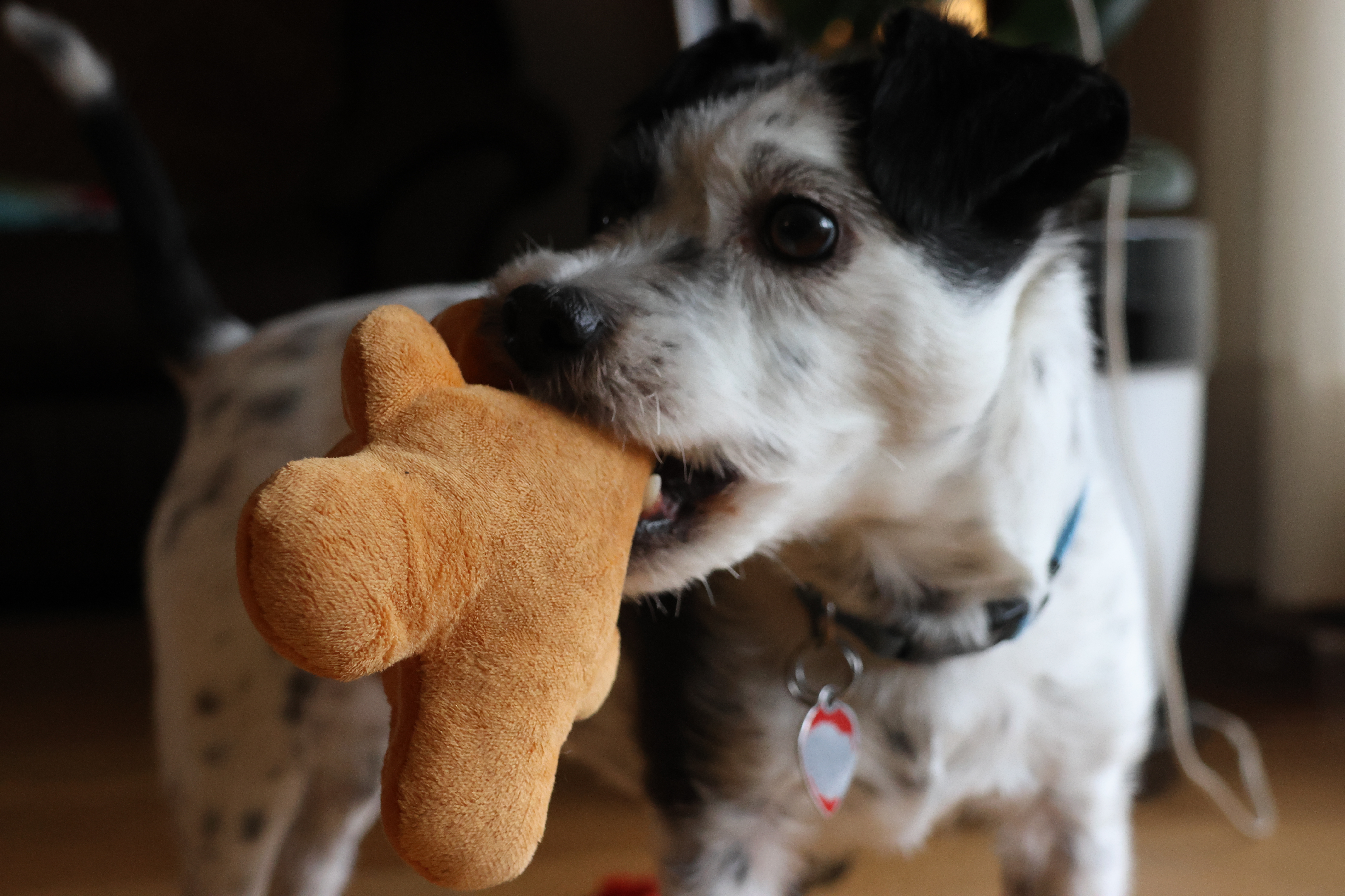 A small black and white dog looking to the side with a brown plush toy in his mouth.