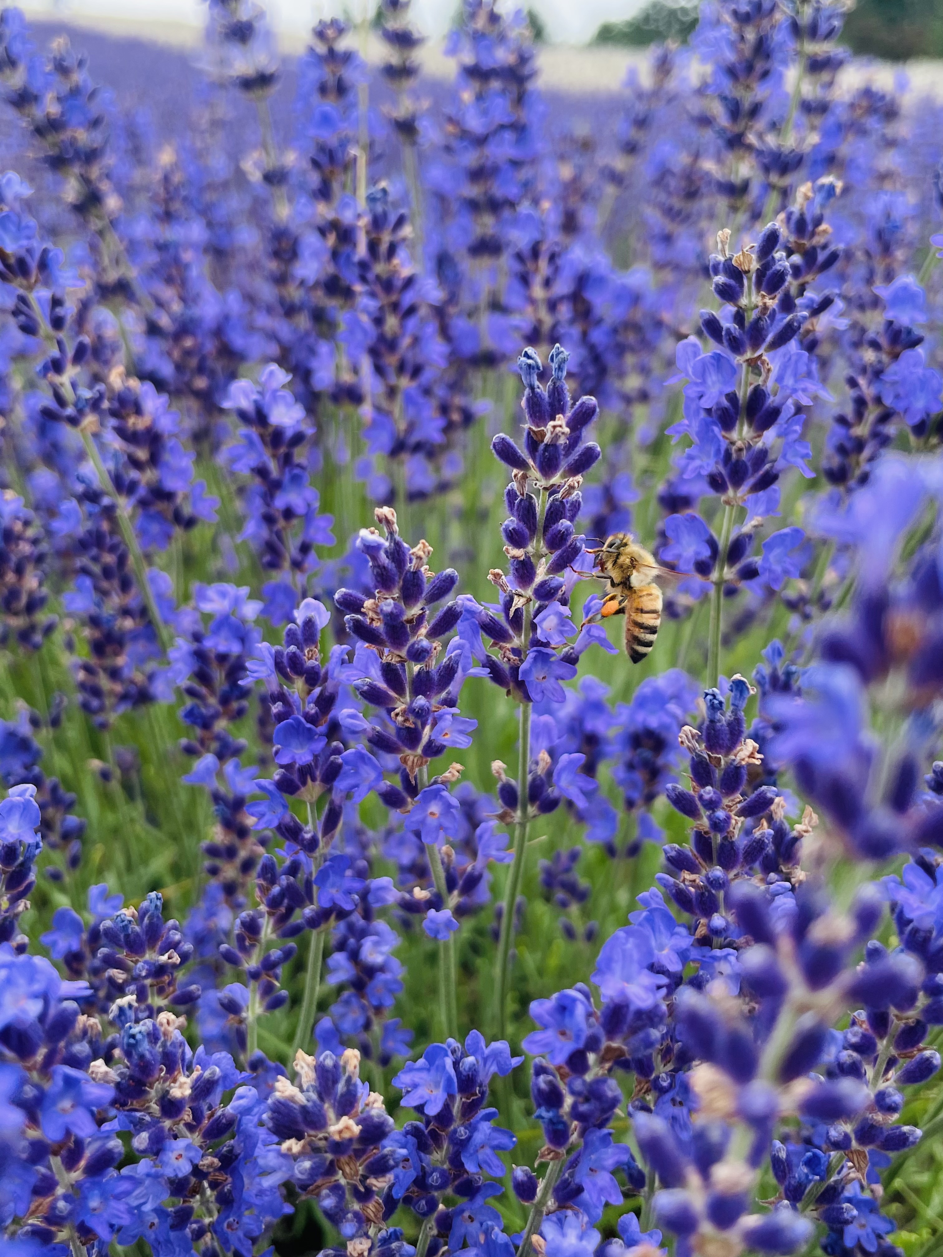 A bumble bee perching on sprouts of dark purple lavender.