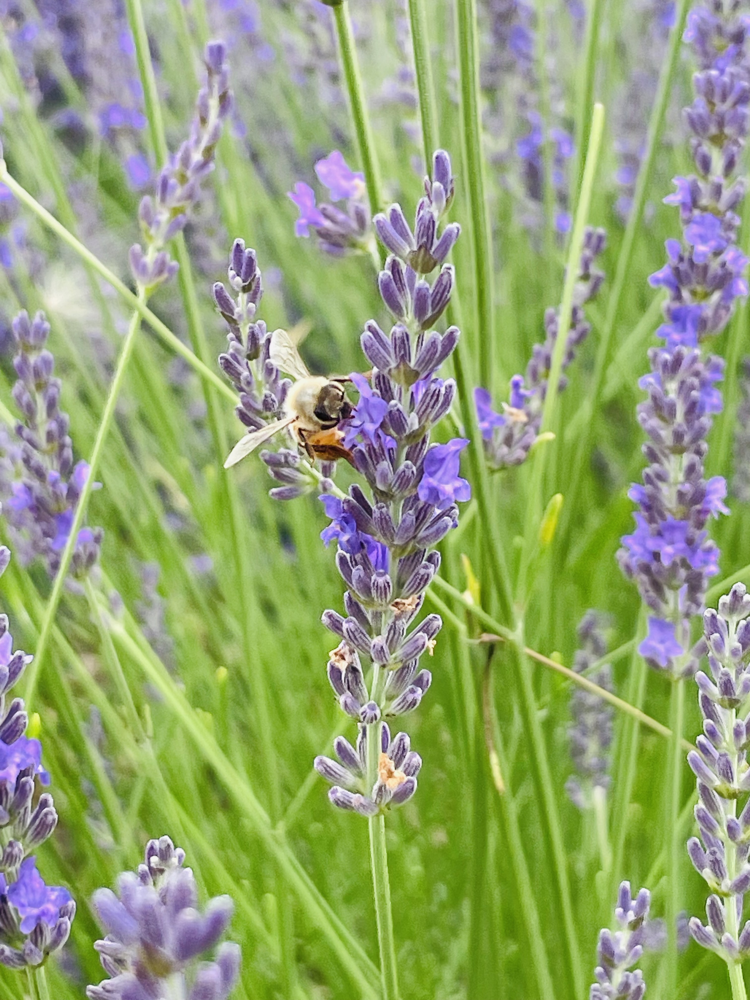 Bumble bee perches on a sprout of light purple lavender.