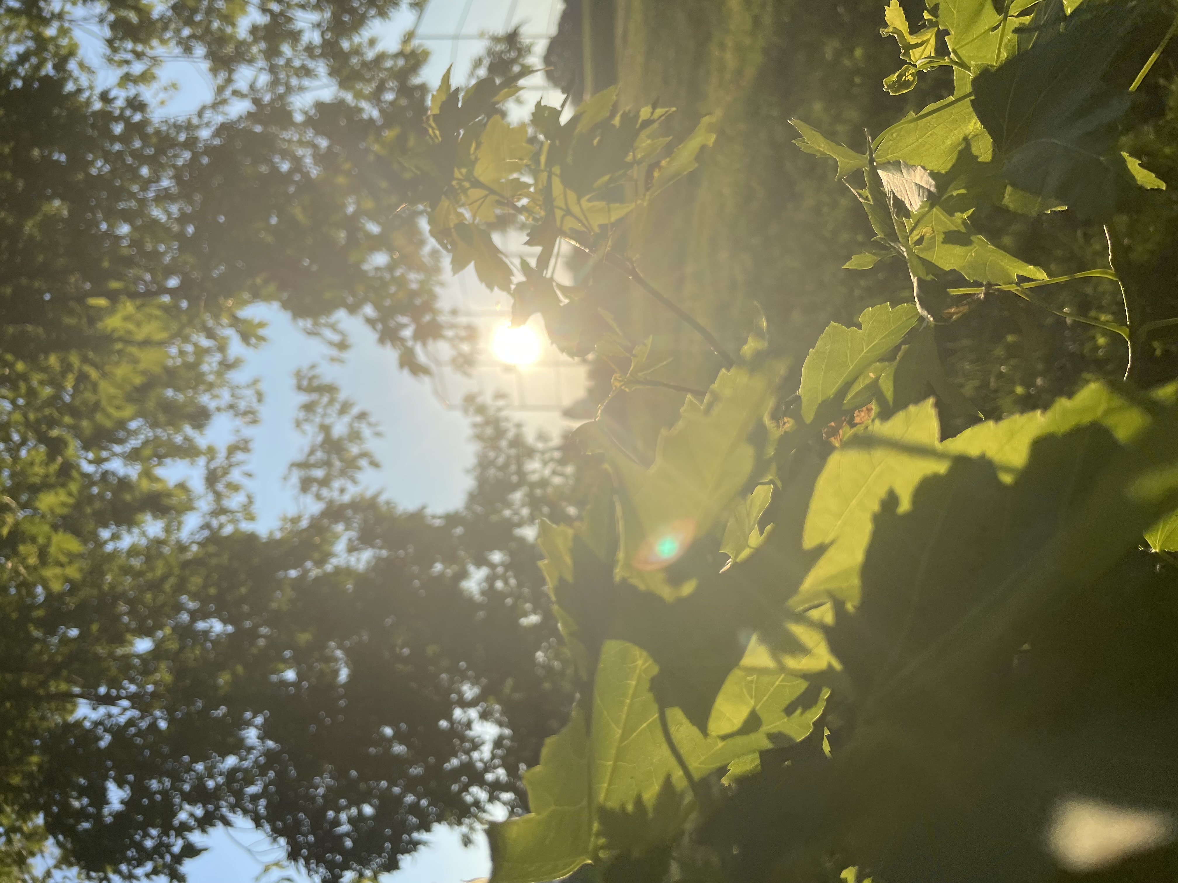 Bright sun shining through dark leaves on a somewhat cloudy day.