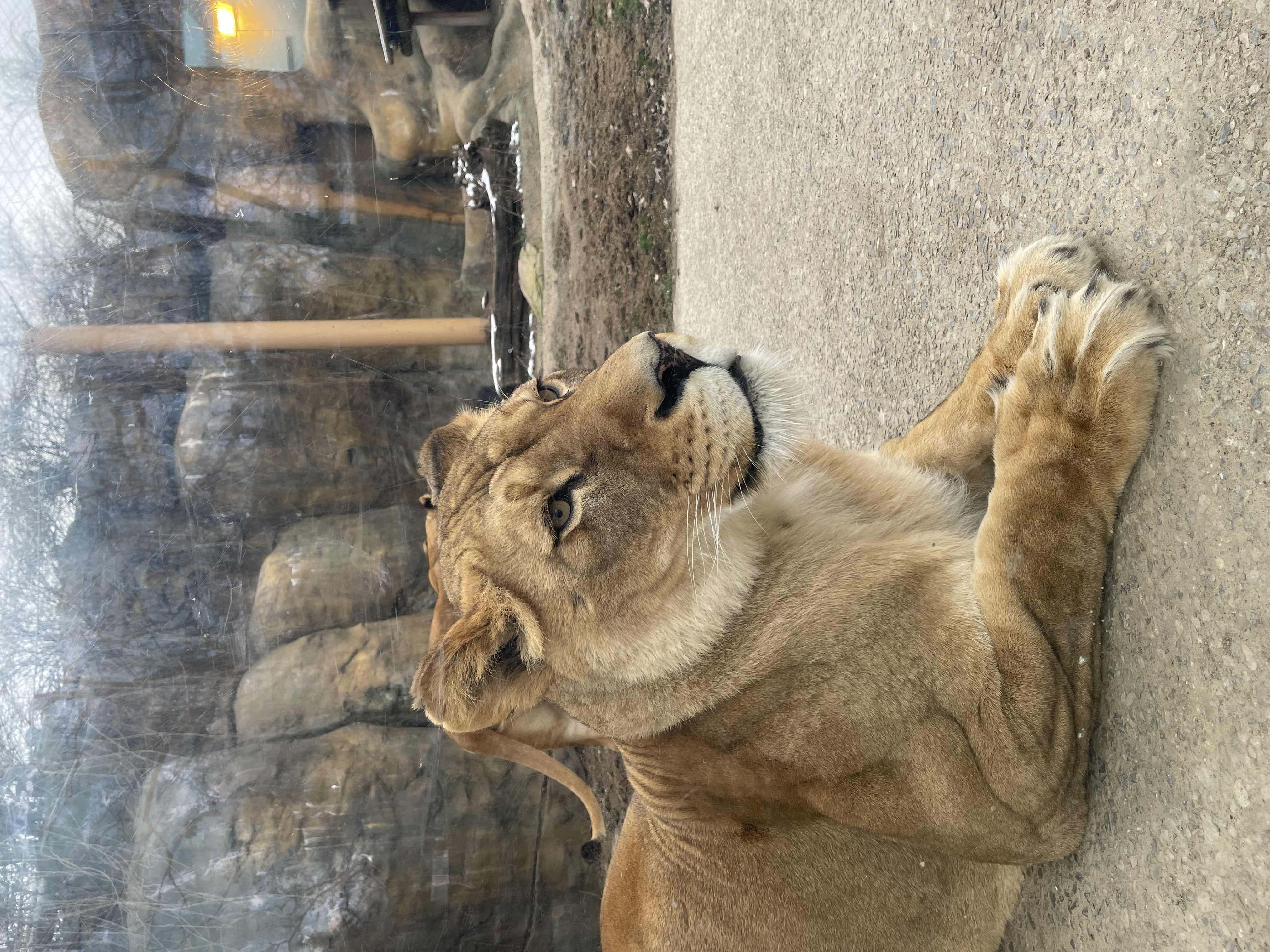 A smiling female lion sitting calmly behind glass.