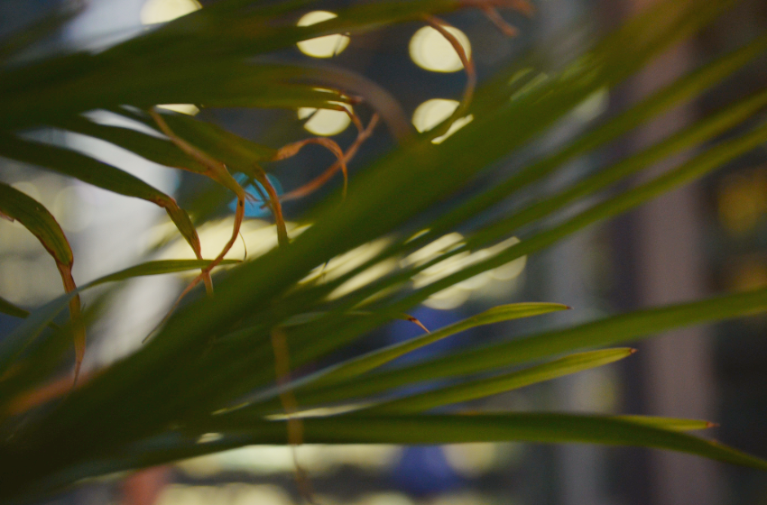 A fern leaf in front of a glass building as it starts to get dark out.