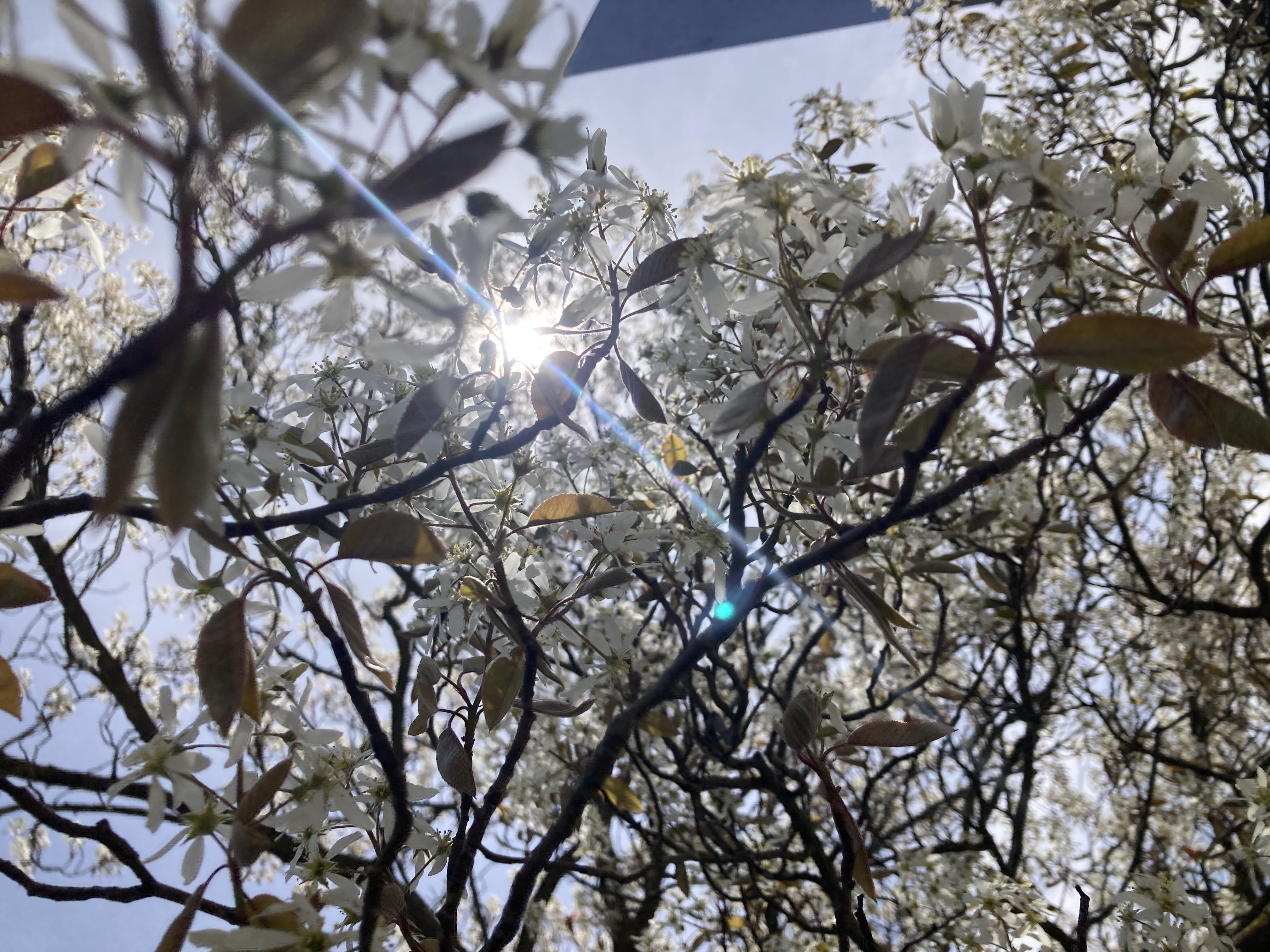 Sun shining through the petals of white flowers on a tree.