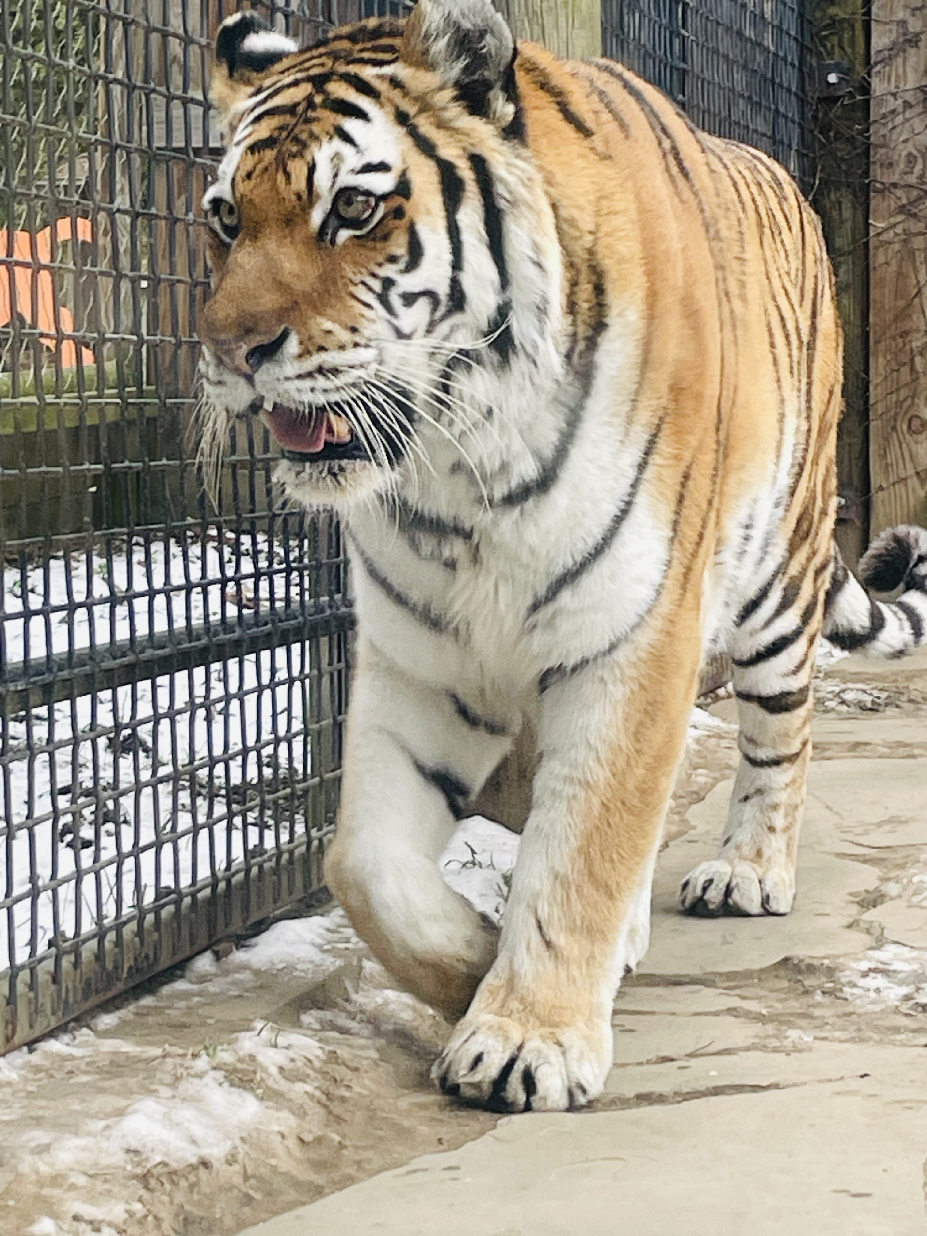 A large tiger mid-step, walking towards the camera with its mouth open.