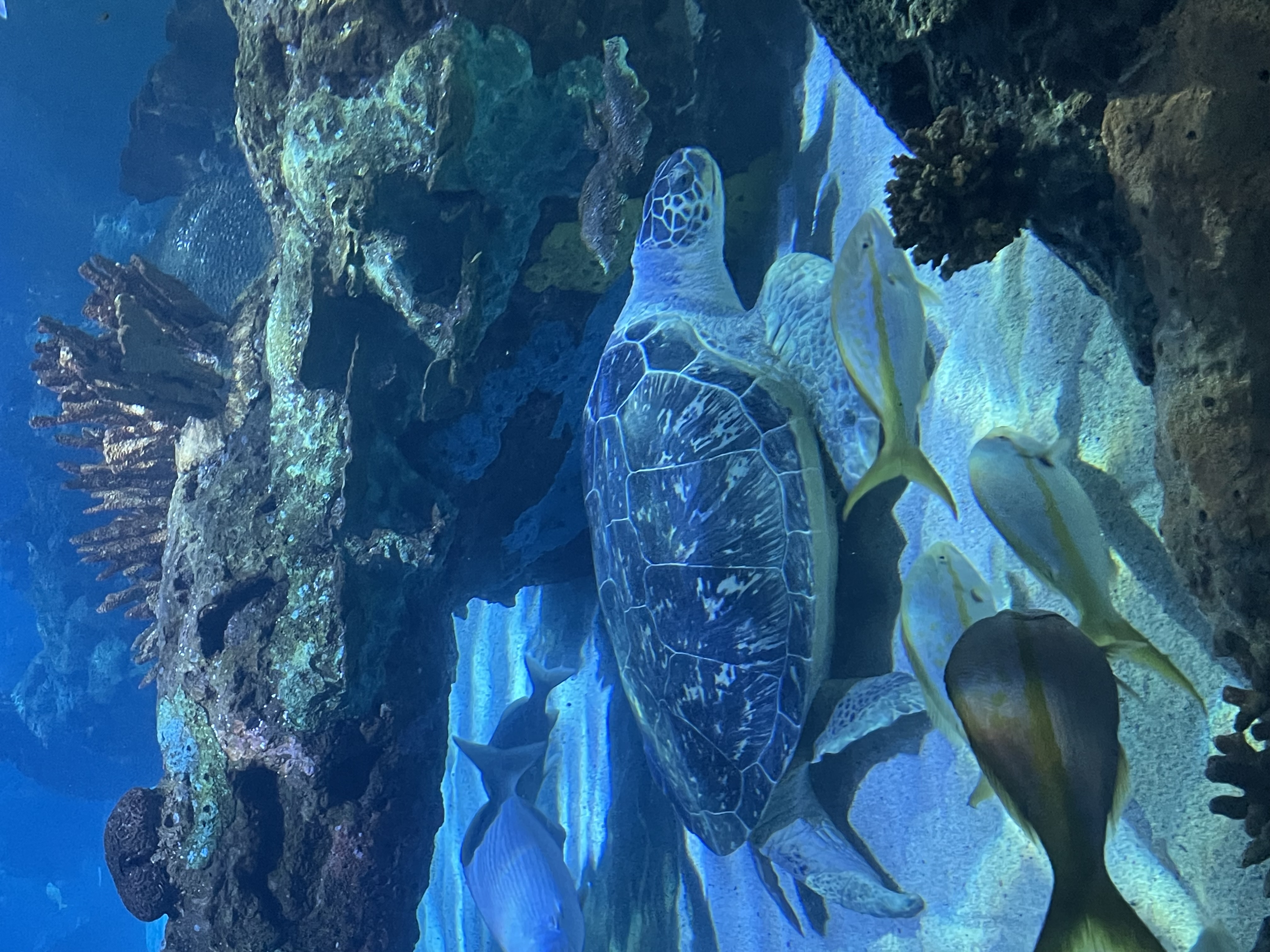 Sea turtle in an aquarium tank.