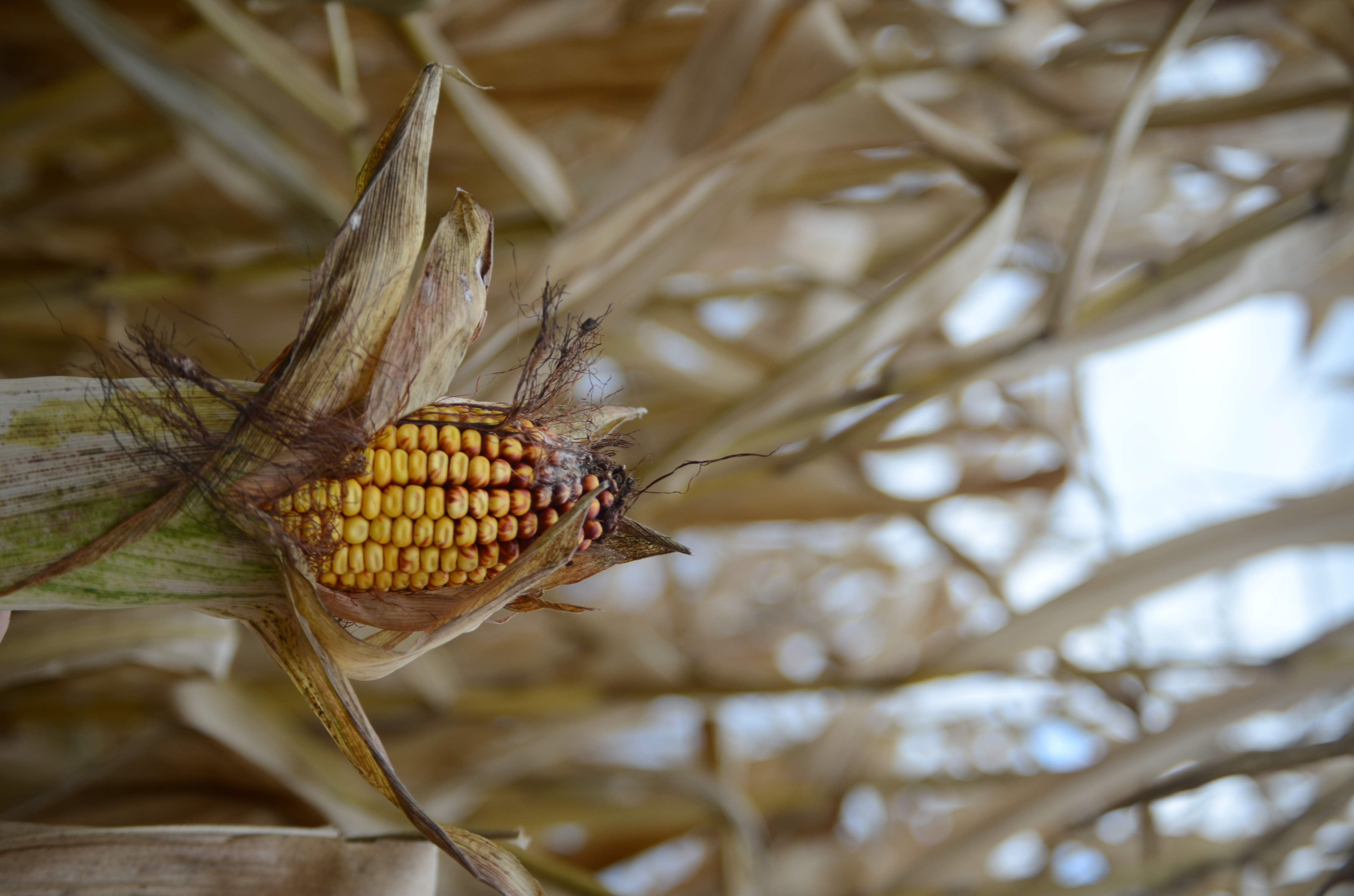 A corn cob half peeled with dead corn stalks in the background.
