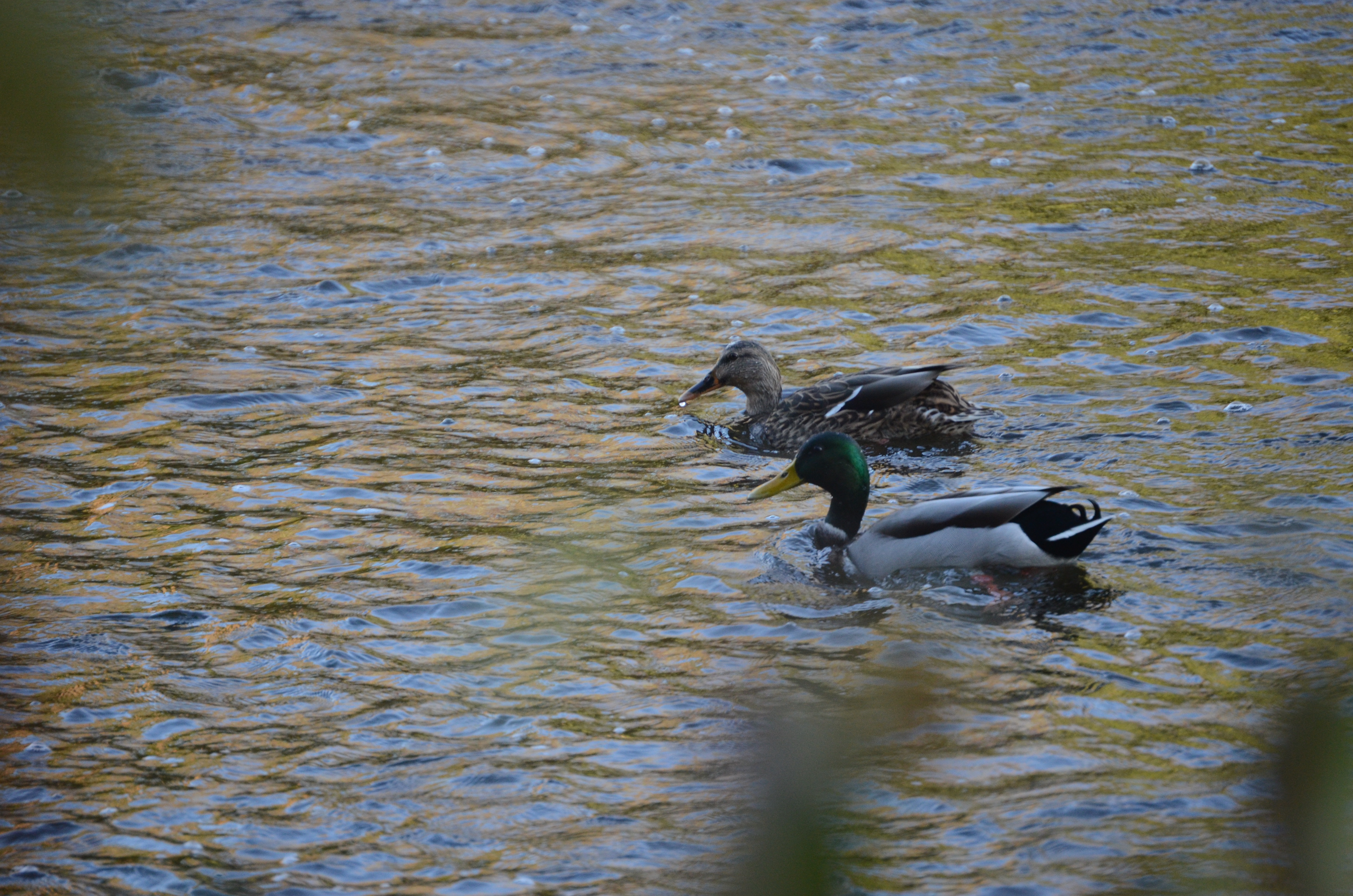 Two duck swimming up the river on a cloudy day.