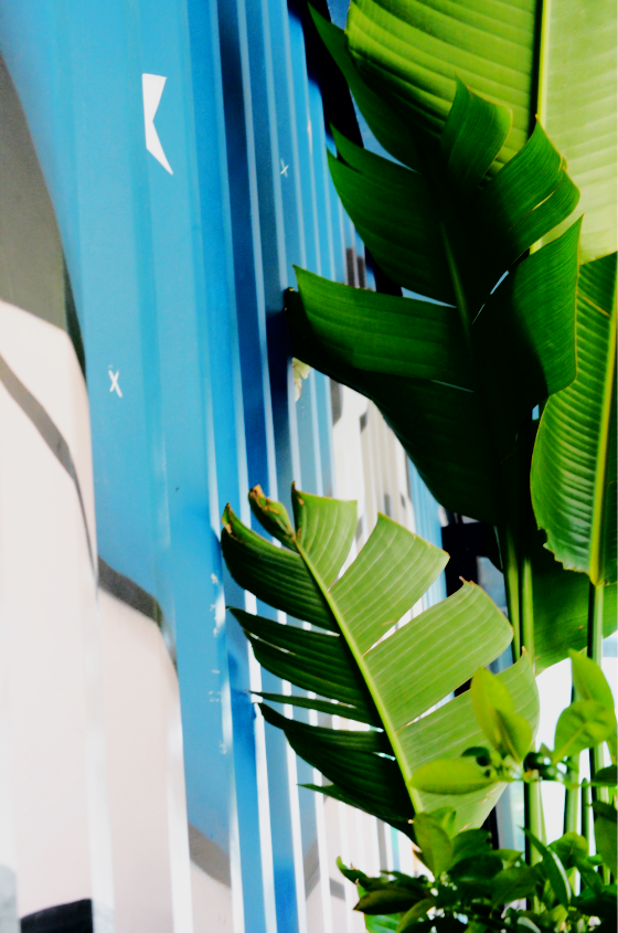 A green fern against a blue wall.
