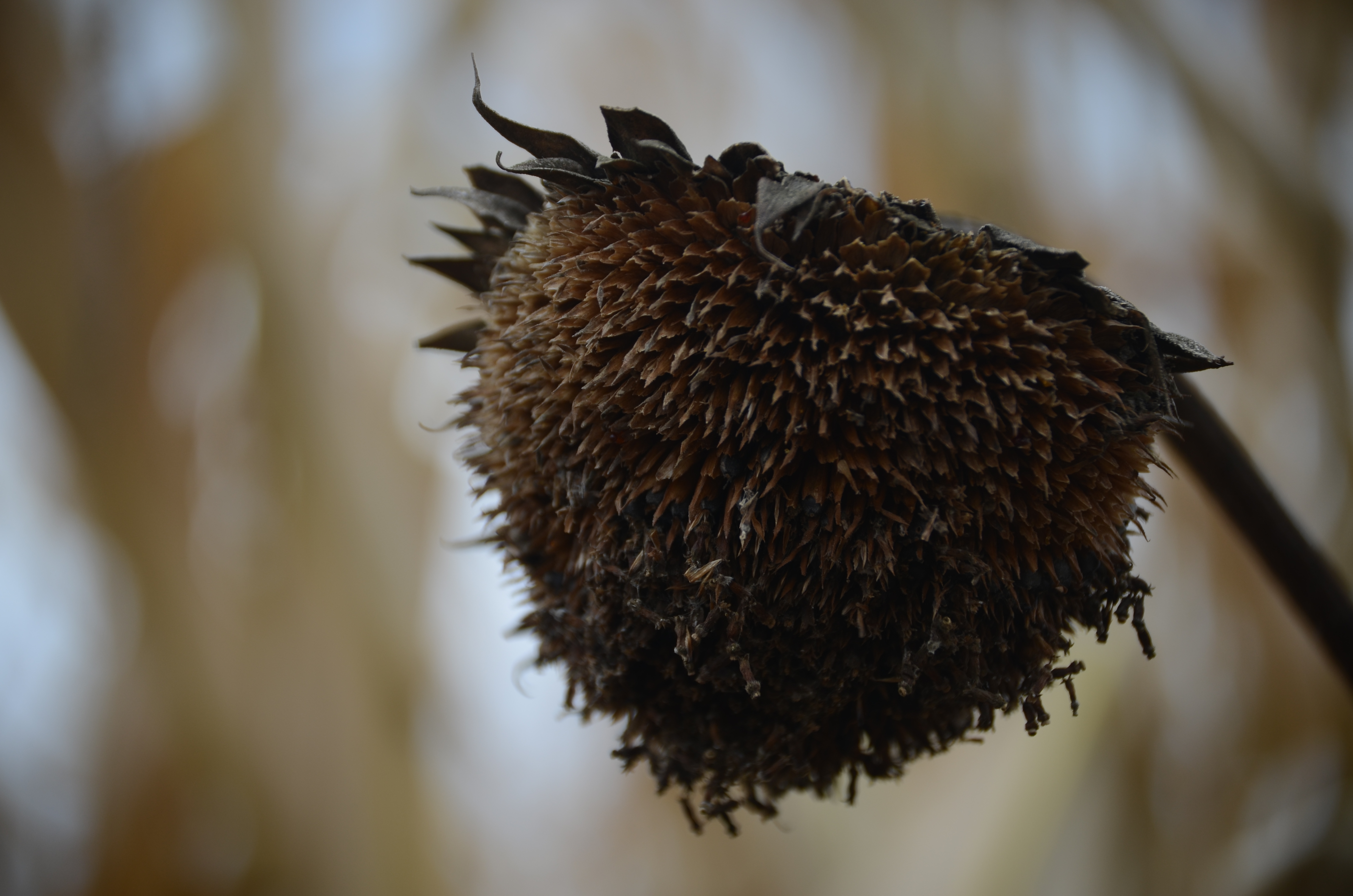 The dead head of a sunflower on a cloudy fall day.