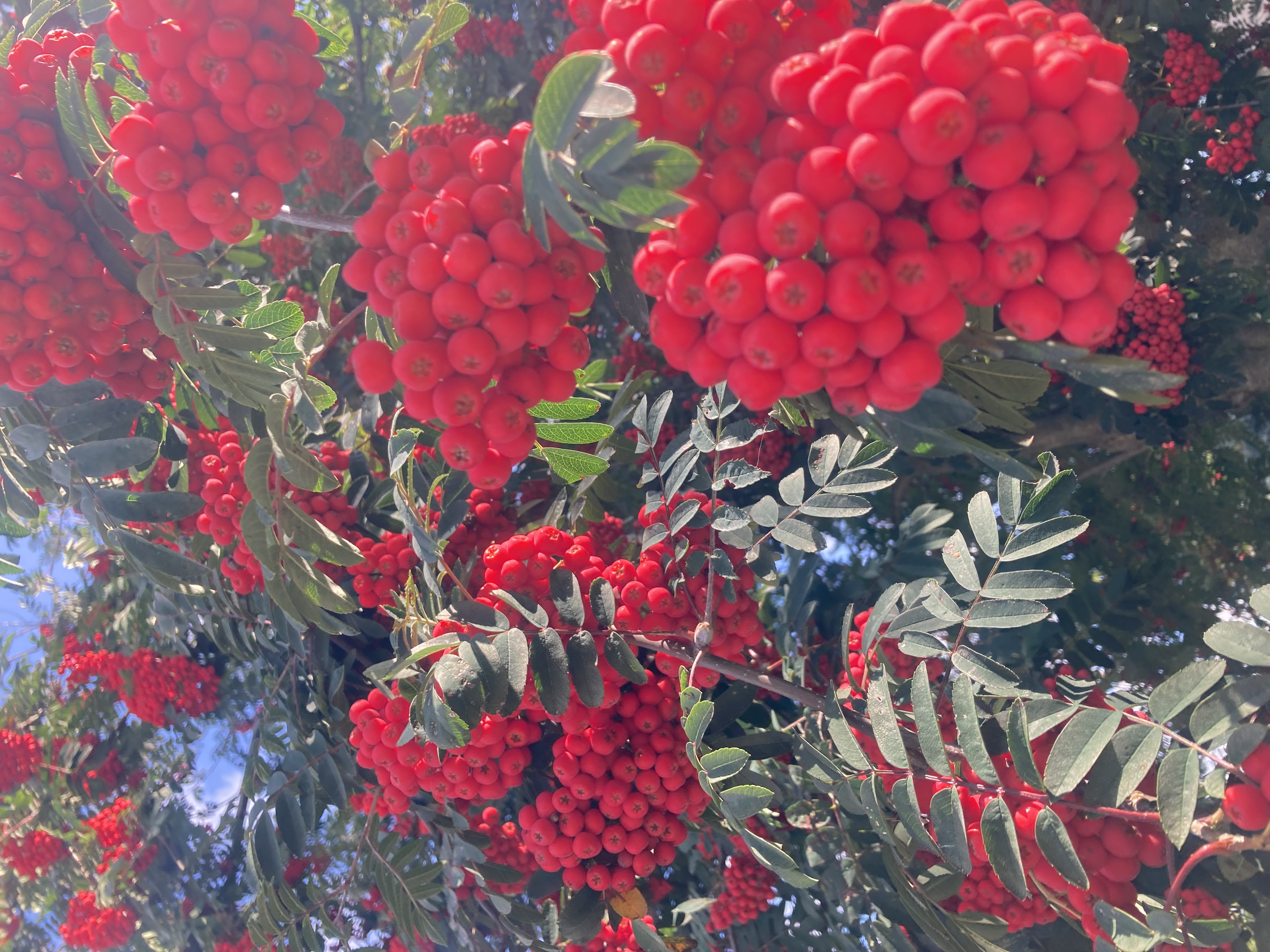 A red berry bush with green leaves under the bright sun.