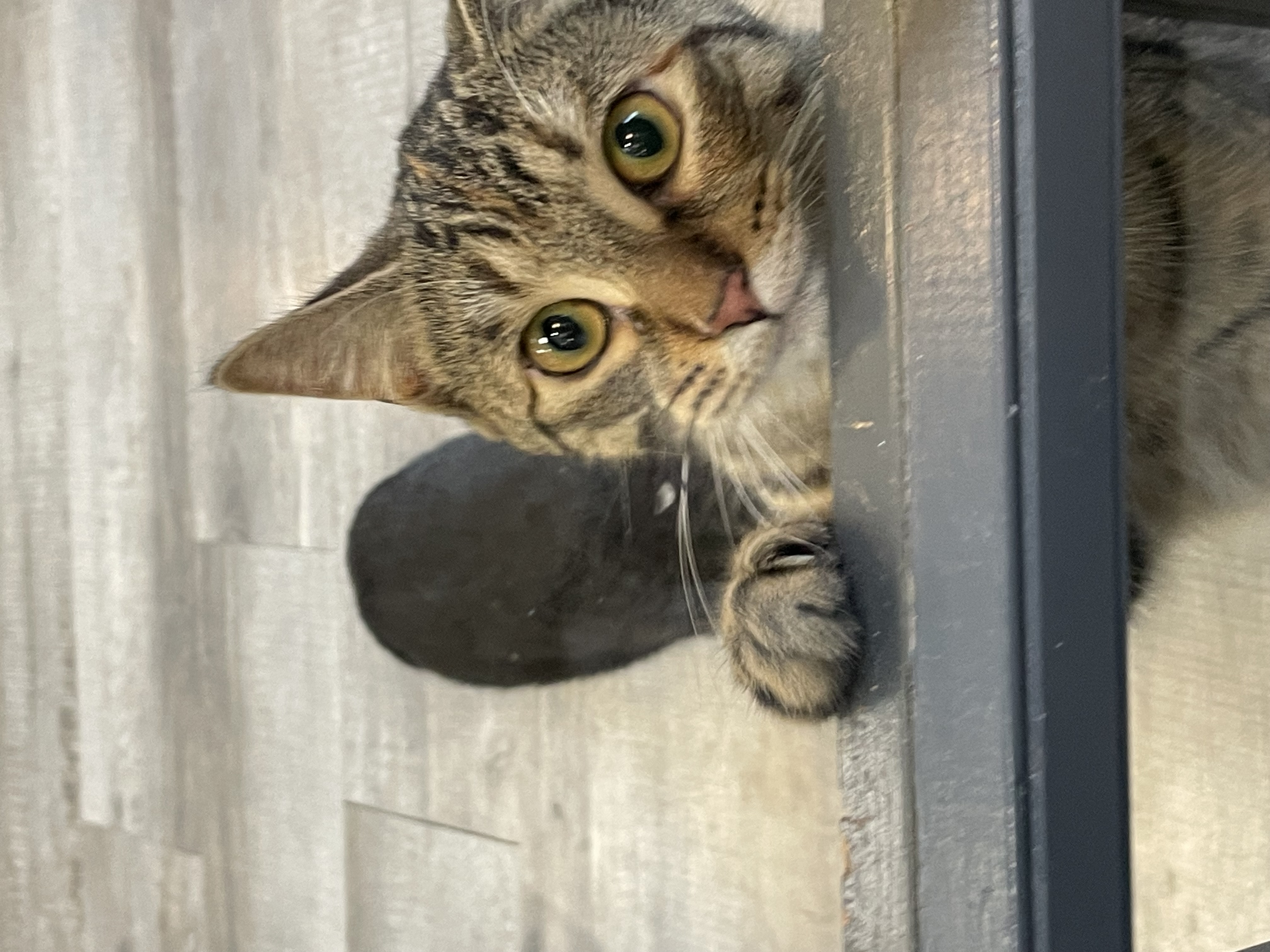 Tabby cat with orange eyes leaning on a door window.