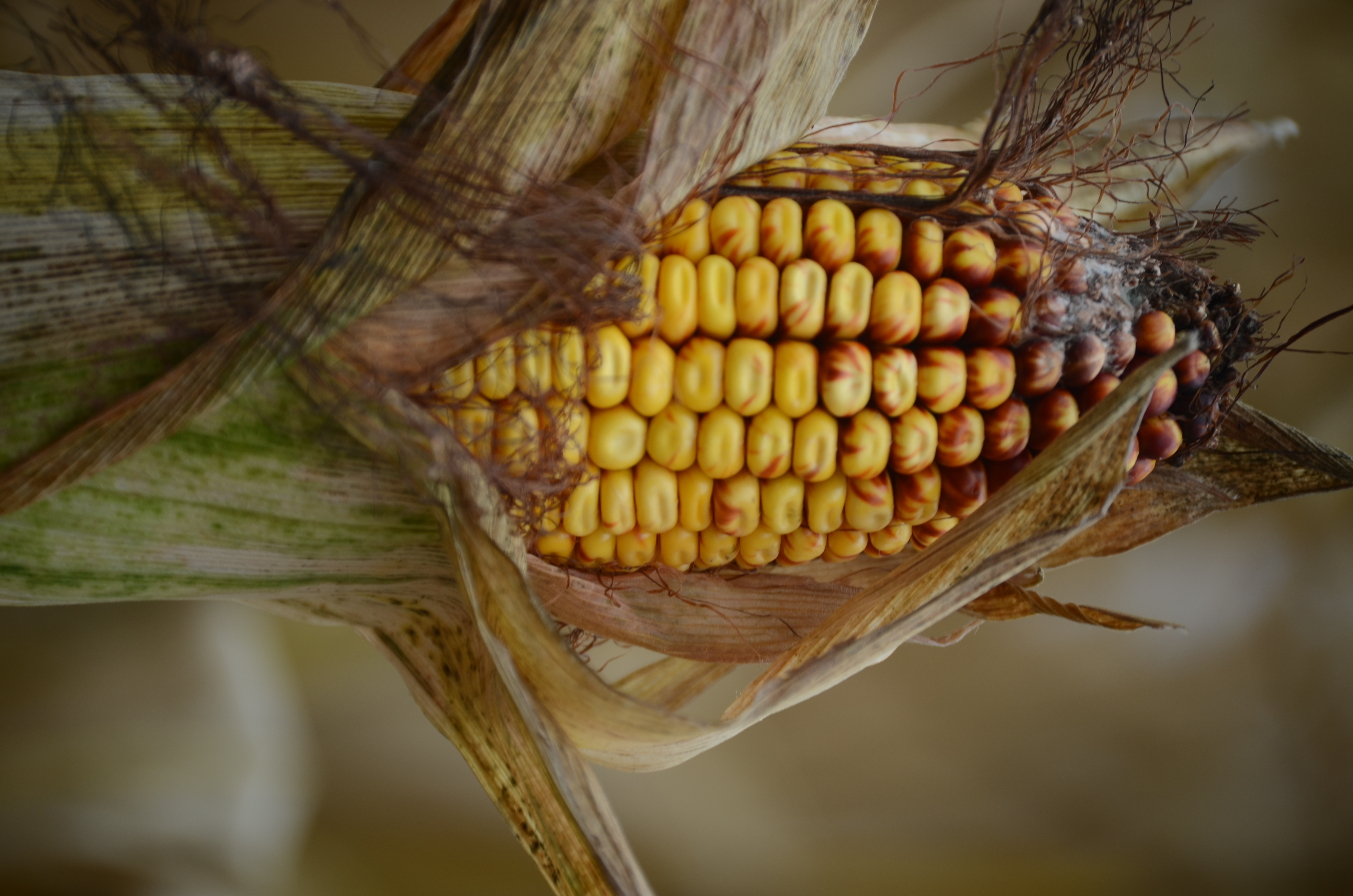 A corn cob half peeled with dead corn stalks in the background.