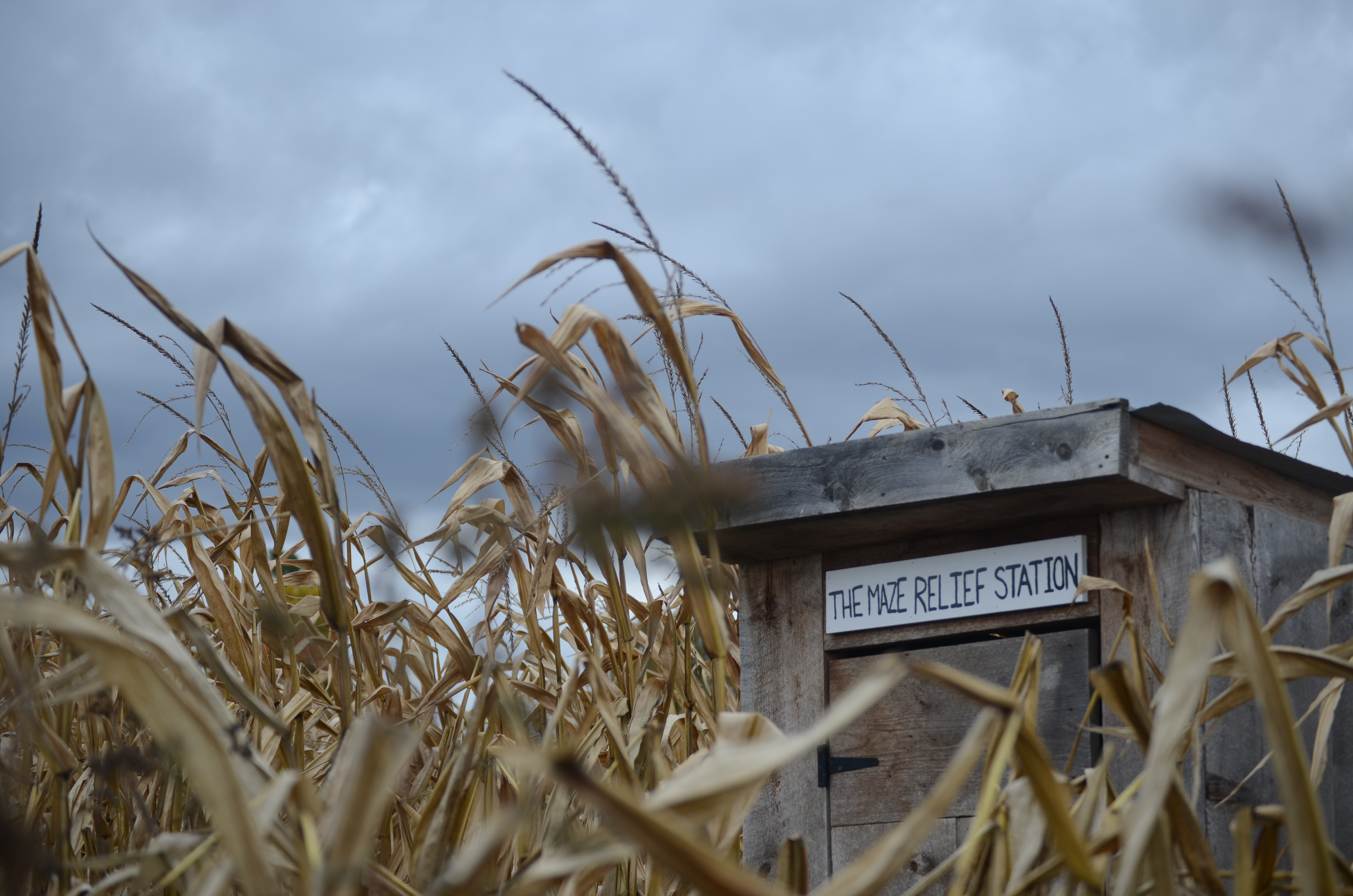 A wood hut reading 'corn maze relief station' peeks out above the rows of a corn maze.