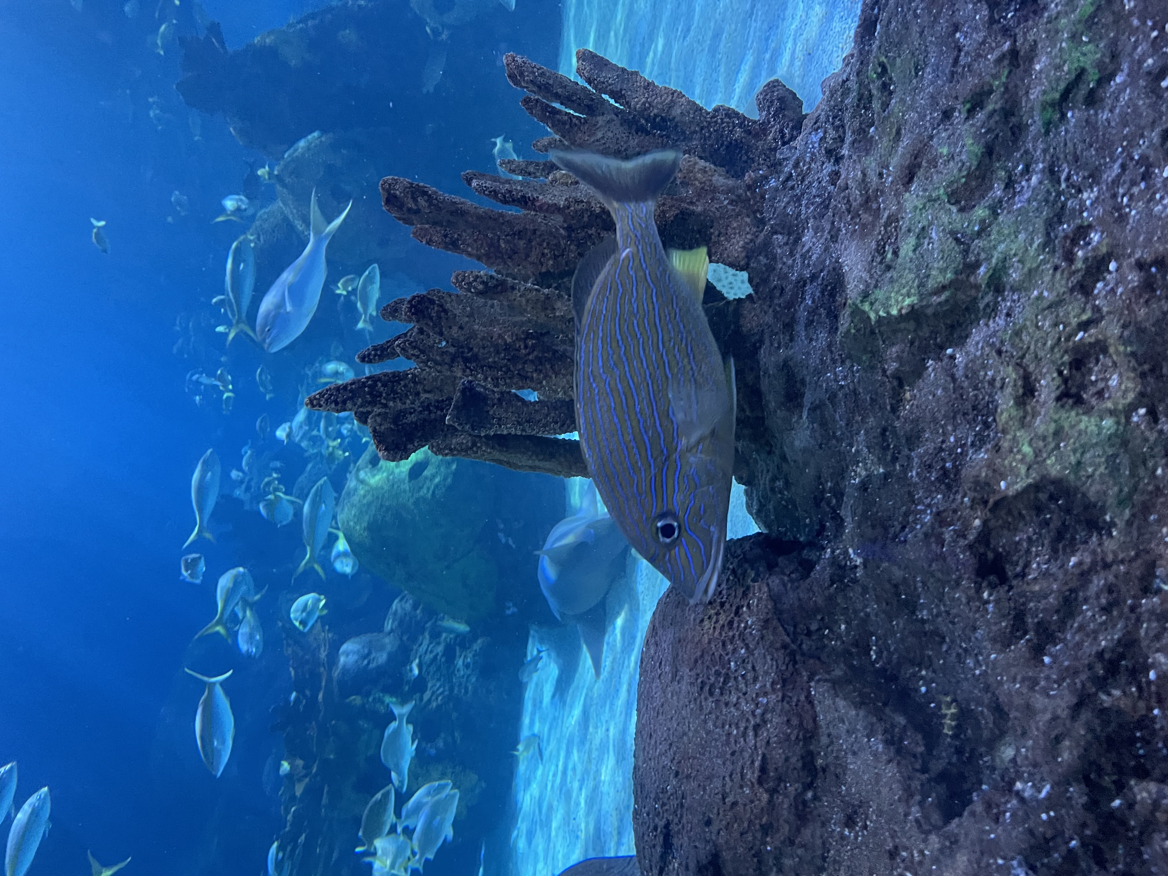 A gray fish in an aquarium tank, nestled in with some coral.