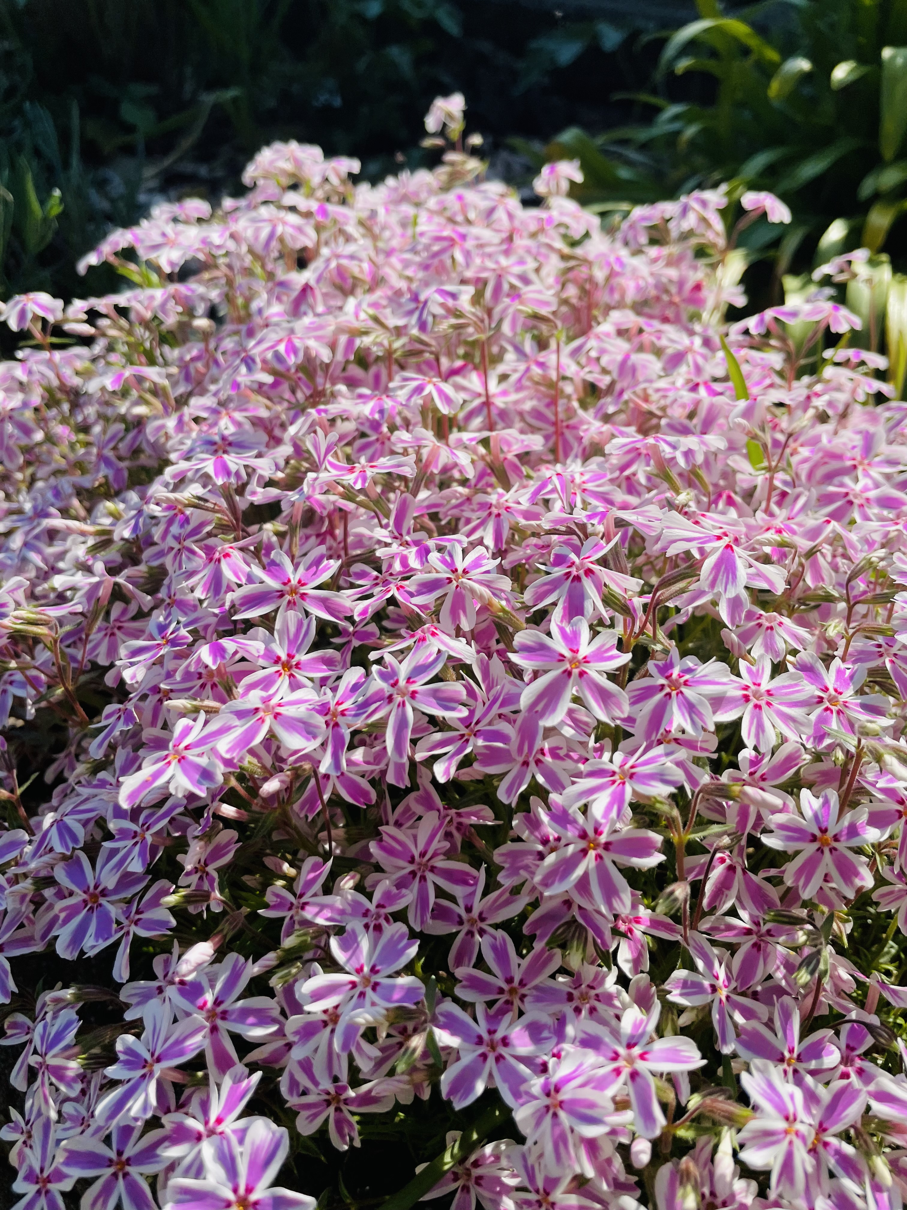 Some small white and pink flowers blooming