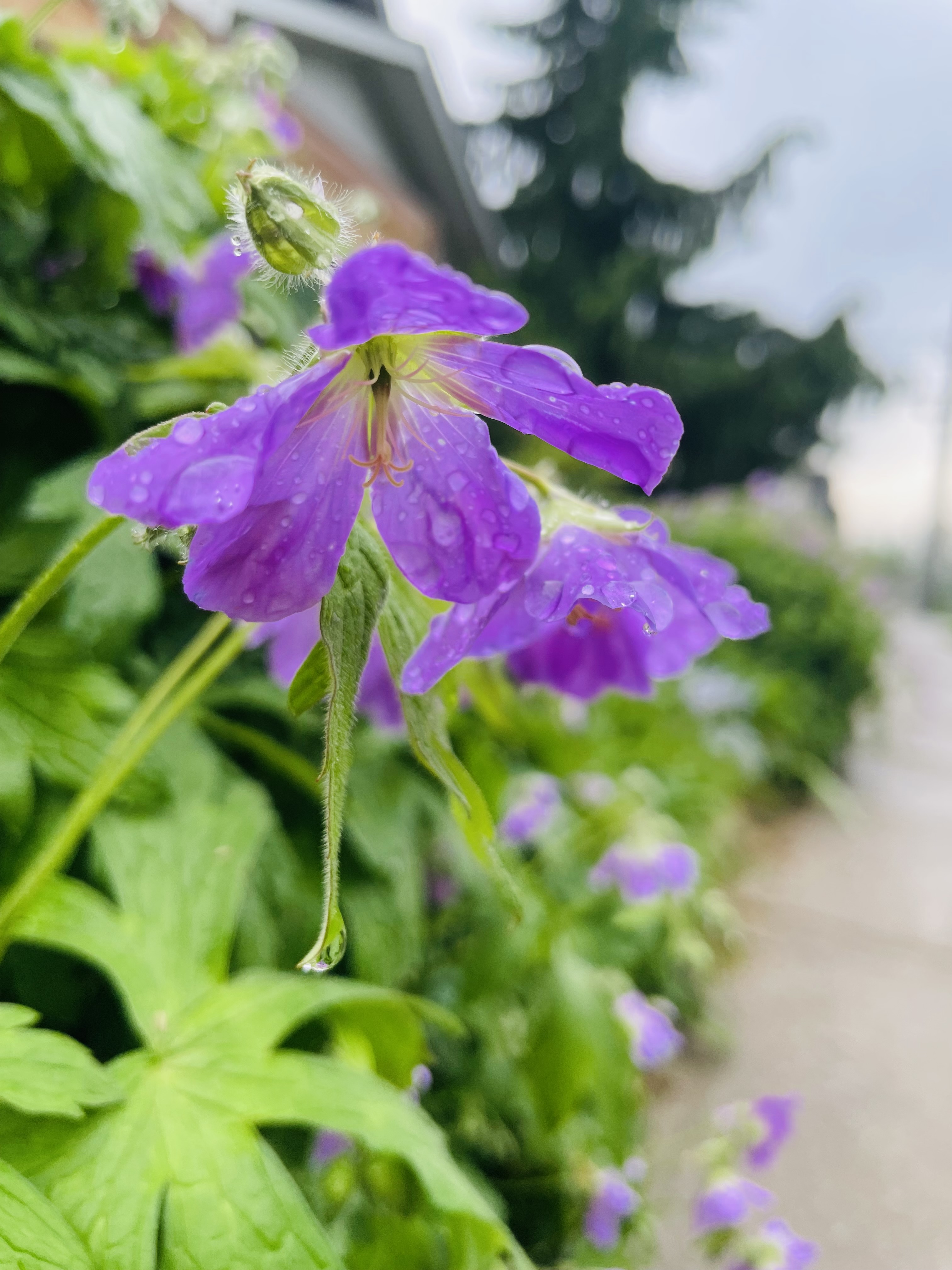 Purple flowers with bright green stems with dew drops fresh on the petals.