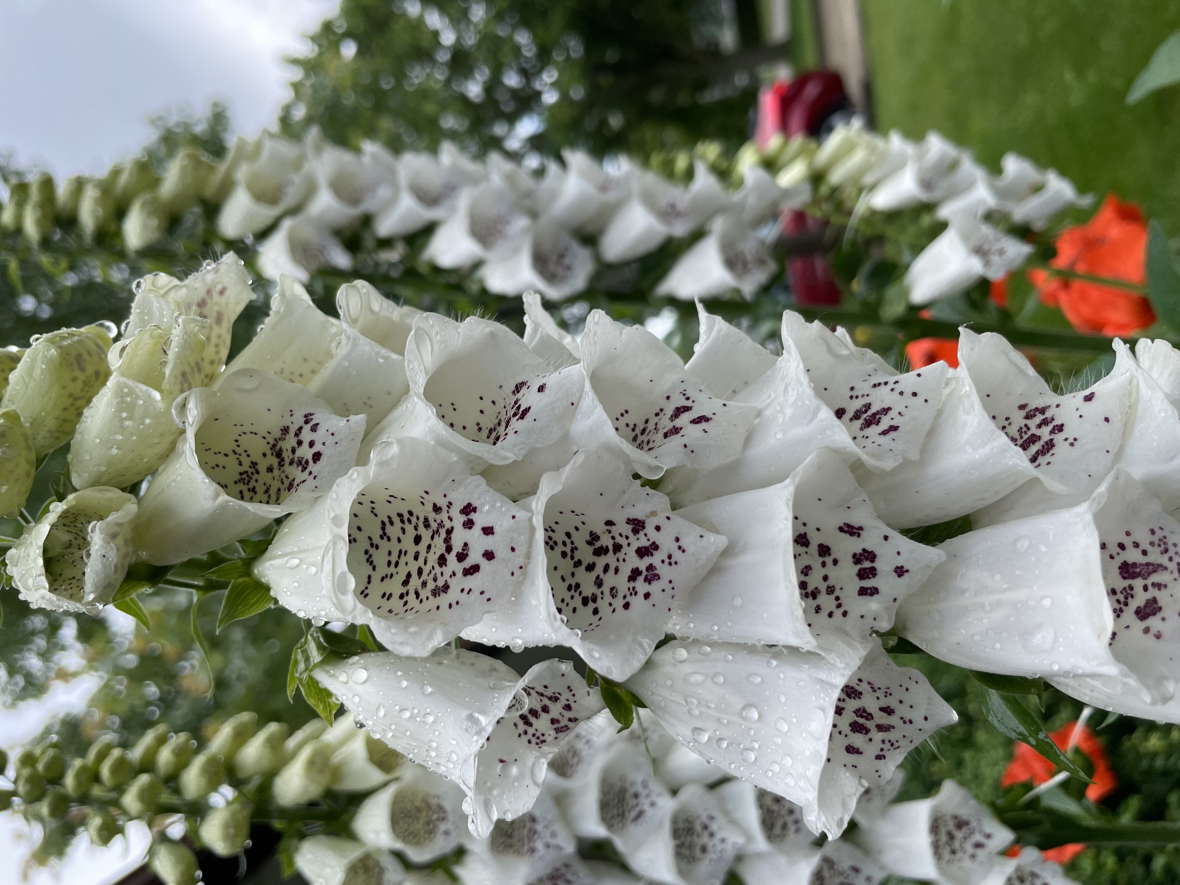 White bell-shaped flowers with brown spots with fresh dew on the petals.