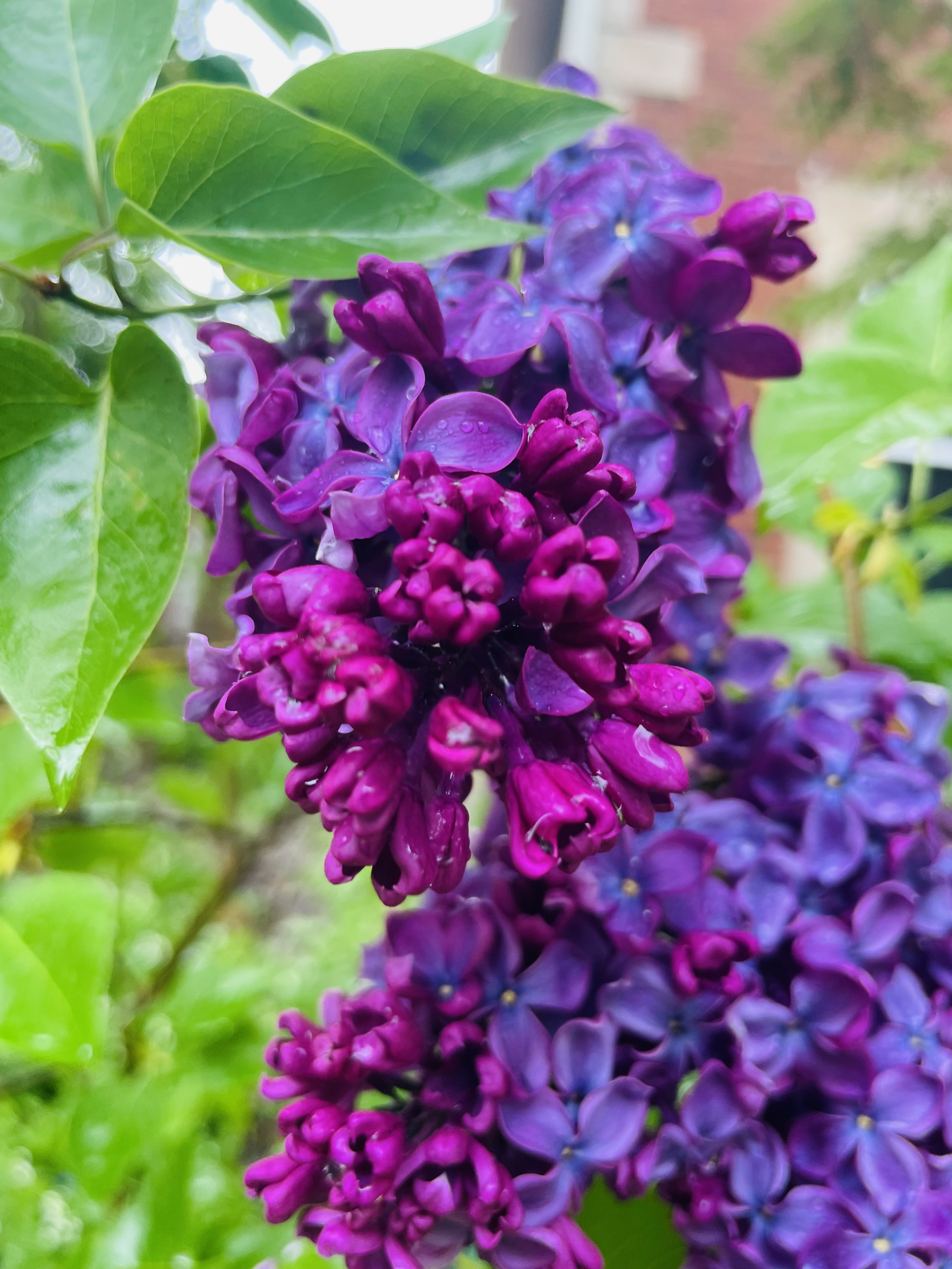 Dark pink and purple flowers blooming with fresh rain drops on their leaves.
