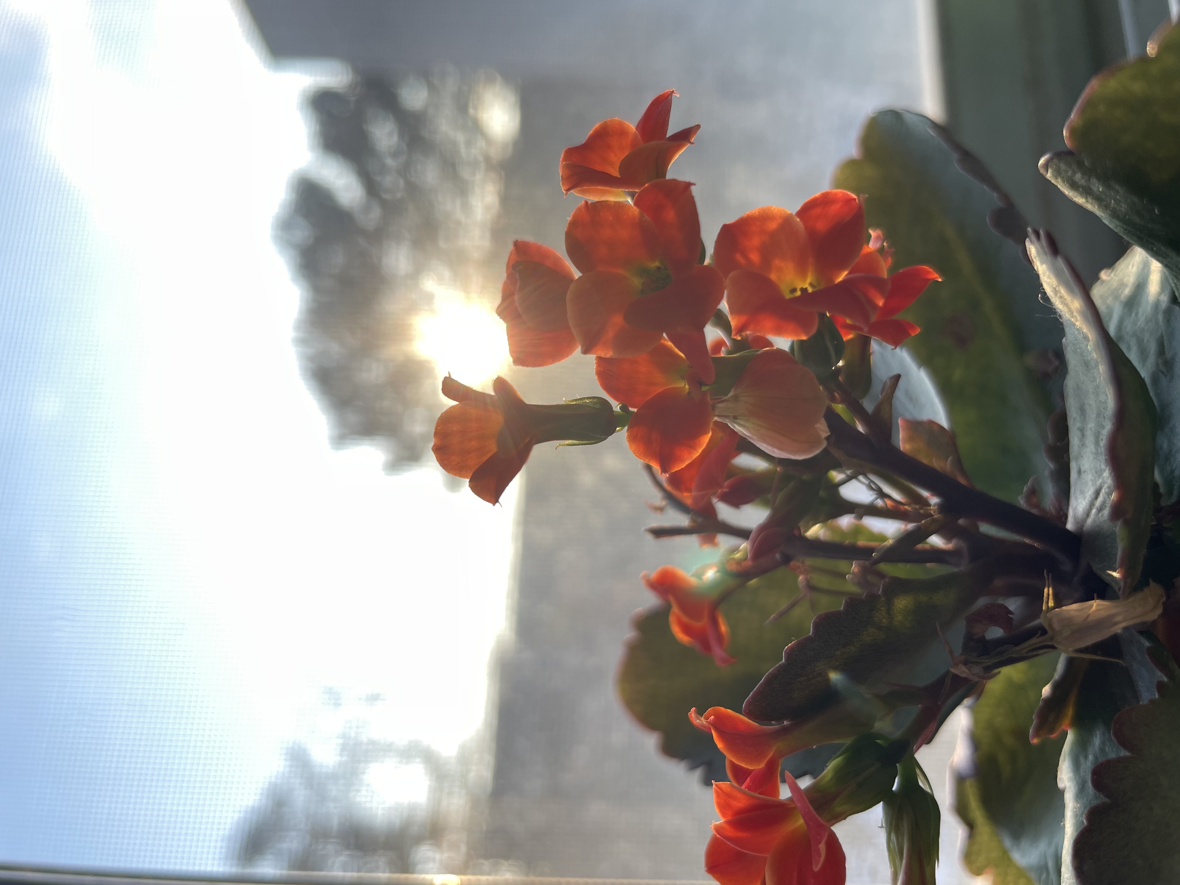 Reddish-orange flowers with dark green leaves in front of a darkening sunset.