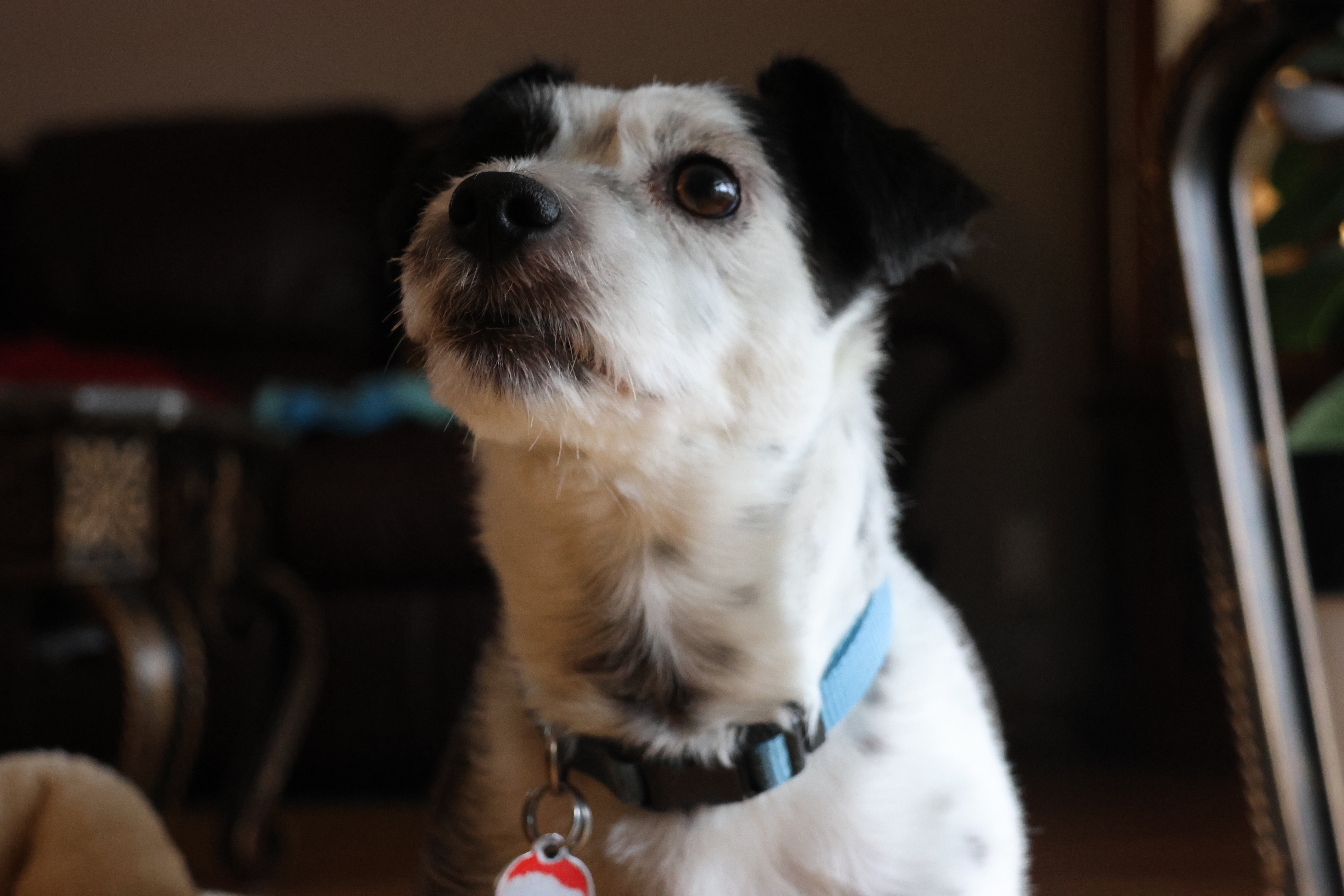 A small black and white dog looking up at the camera.