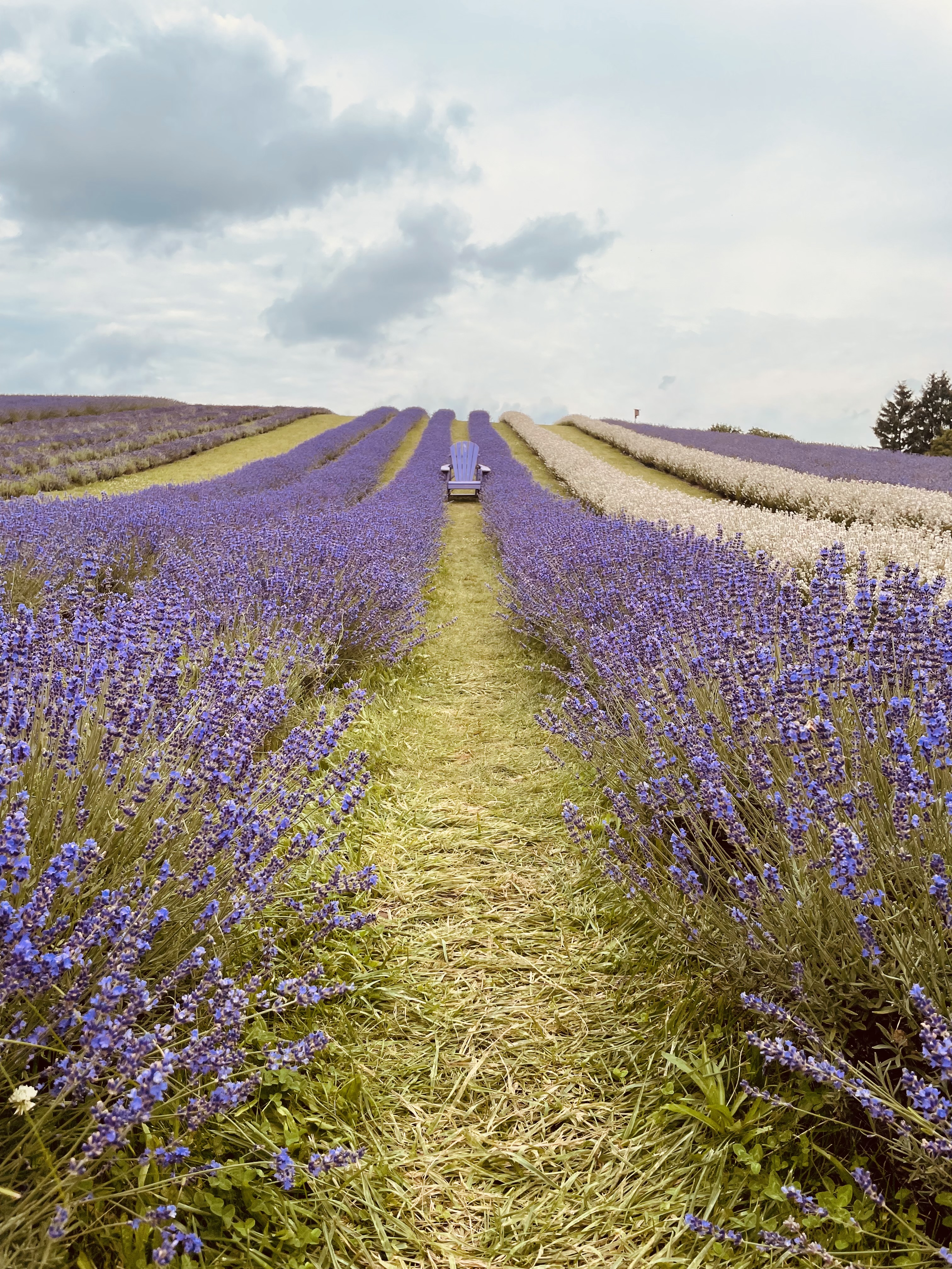 A dark purple Muskoka chair tucked in between rows of blooming lavender on a hill.