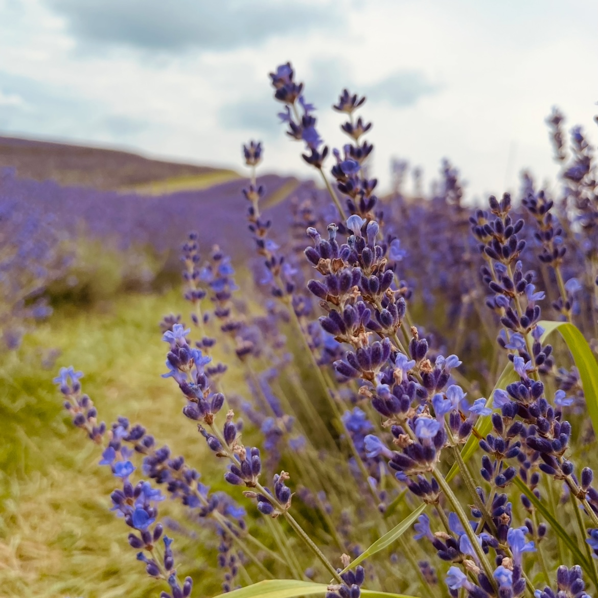 Sprouts of dark purple lavender on a cloudy day.