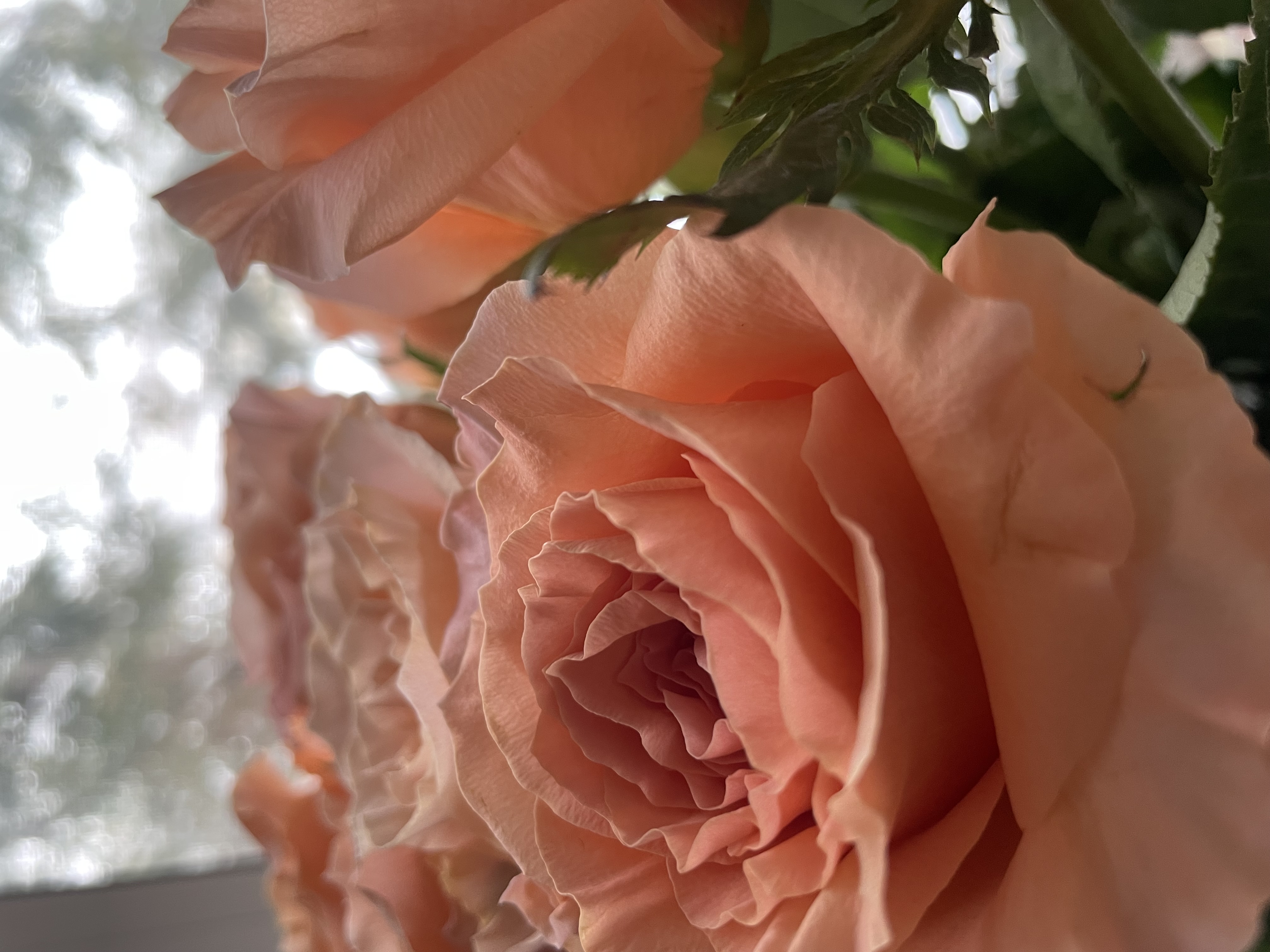 Closeup image of a bouquet of light pink roses with dark green leaves.