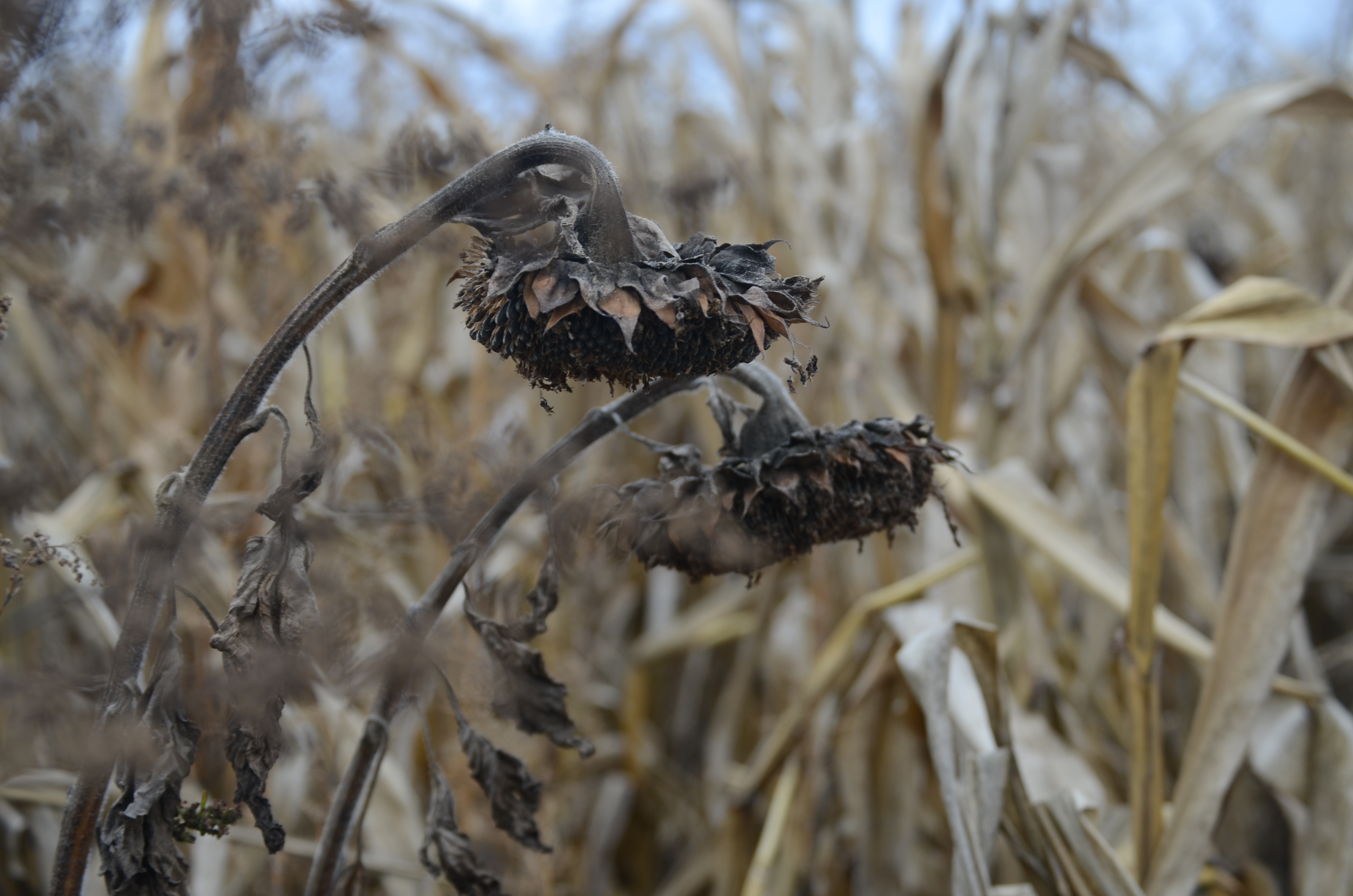 Two dead sunflowers bent over each other on a cloudy fall day.