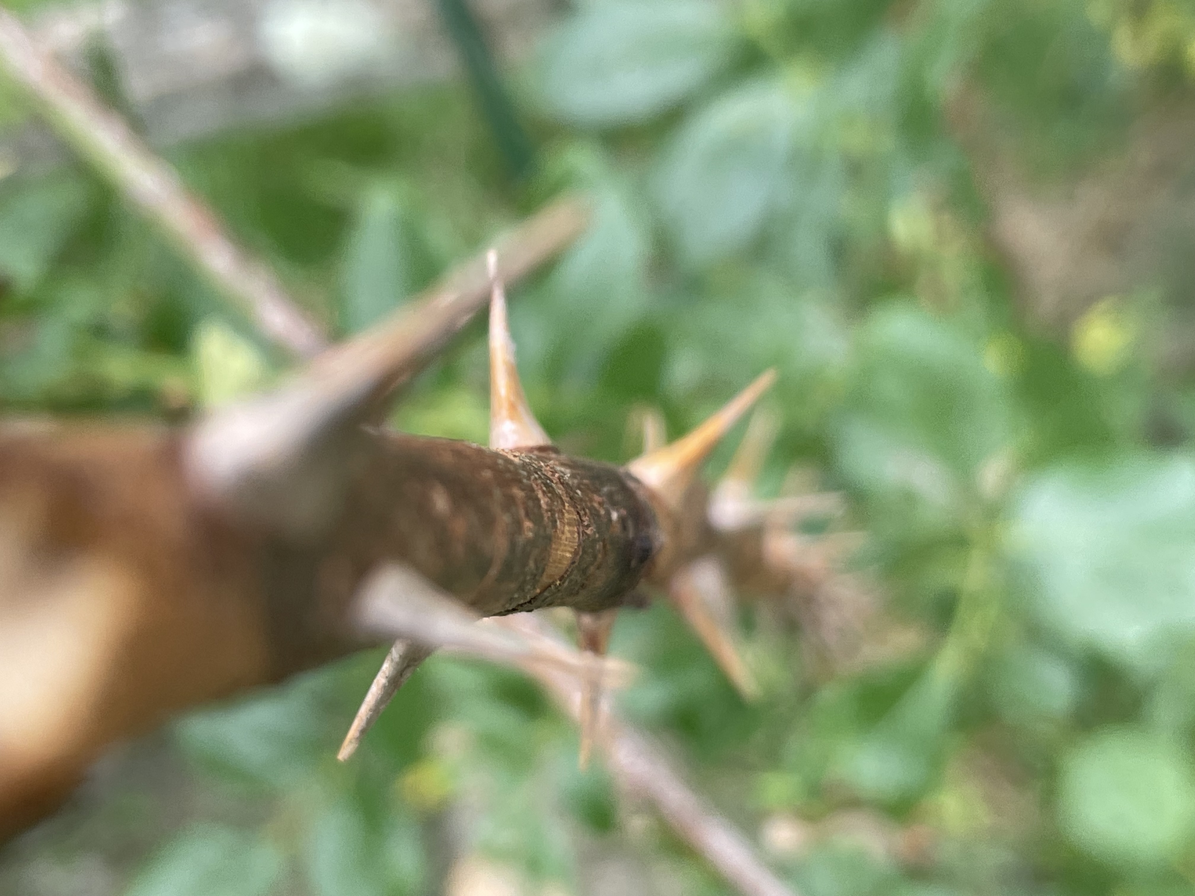 An overhead shot of a thorny vine.